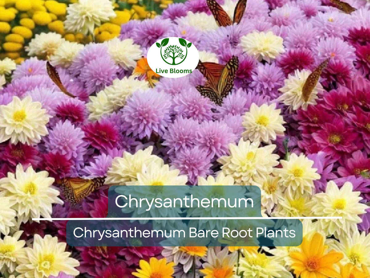 50 Ornamental Grass Seeds - Lime Light Millet (Setaria italica) - Vibrant Lime-Green Foliage for Gardens and Landscaping