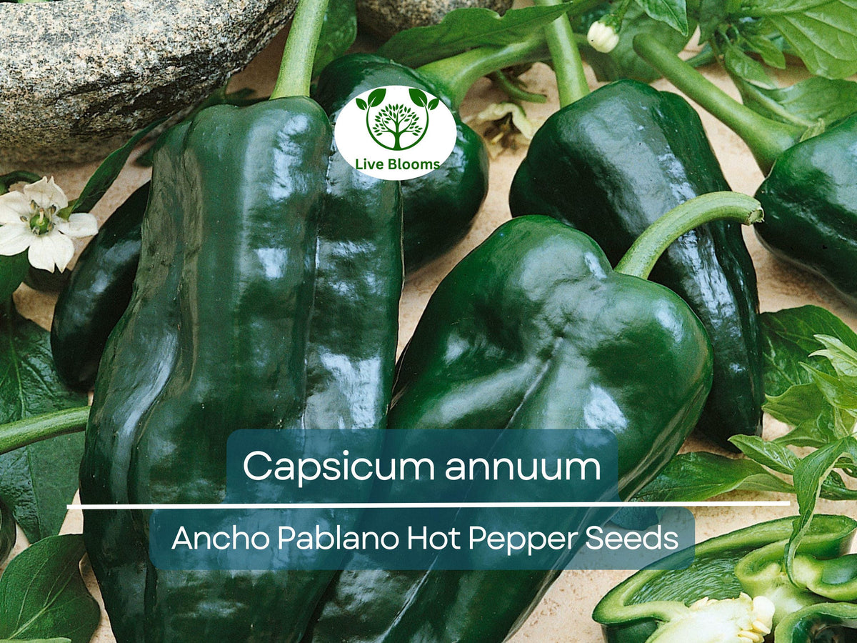 Ancho Poblano Hot Pepper Seeds 250 mg - Heirloom Capsicum annuum for Gardening & Culinary Use