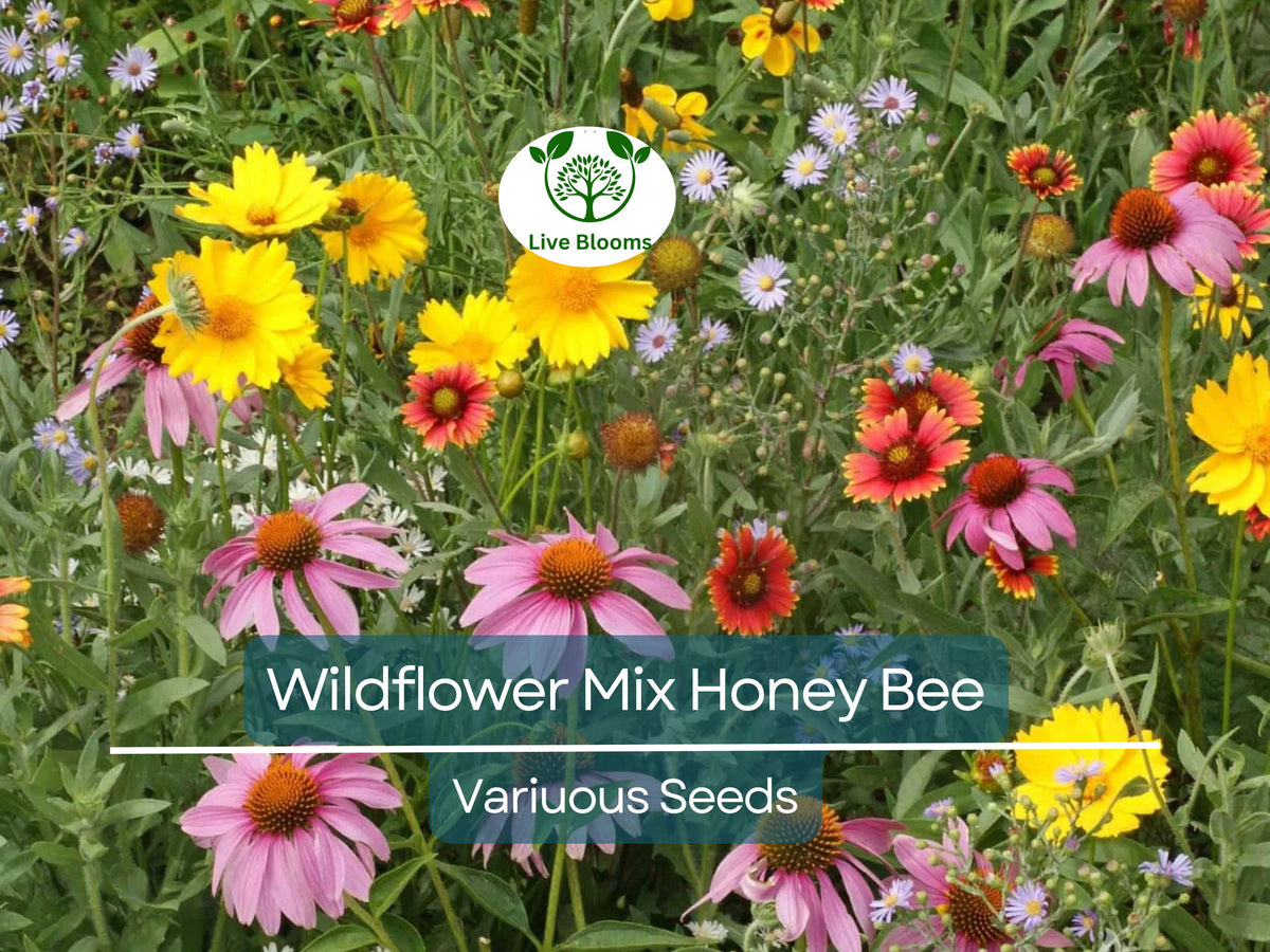 Wildflower Seeds Mix 500 Count for Honey Bees, Heirloom Non-GMO, Pollinator-Friendly Garden Flowers, Perennial Blend