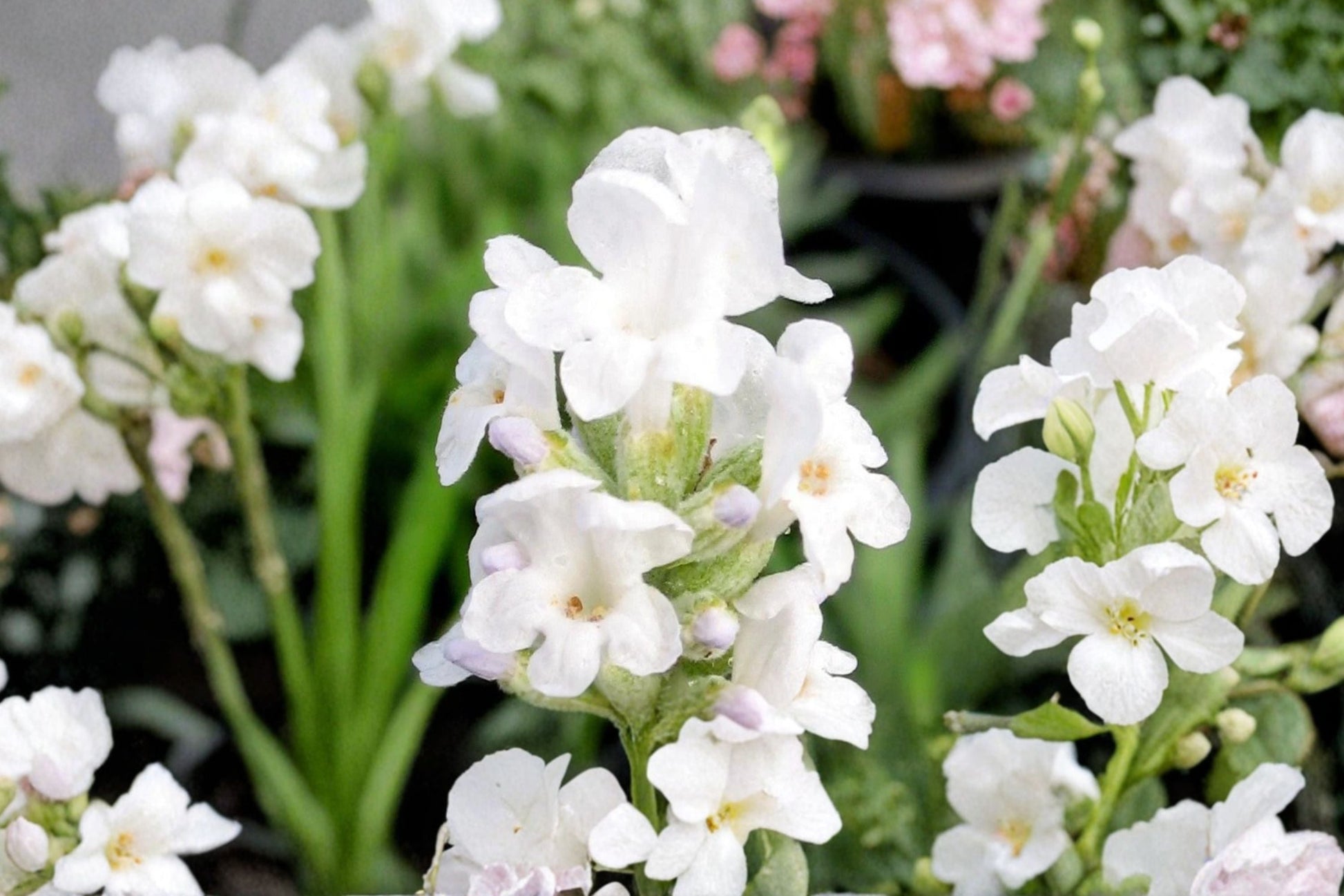 White Lavender Plant 4.5” Pot | Lavandula ‘Alba’ | French Lavender | Fragrant Herb for Drying & Crafts | Pollinator Friendly