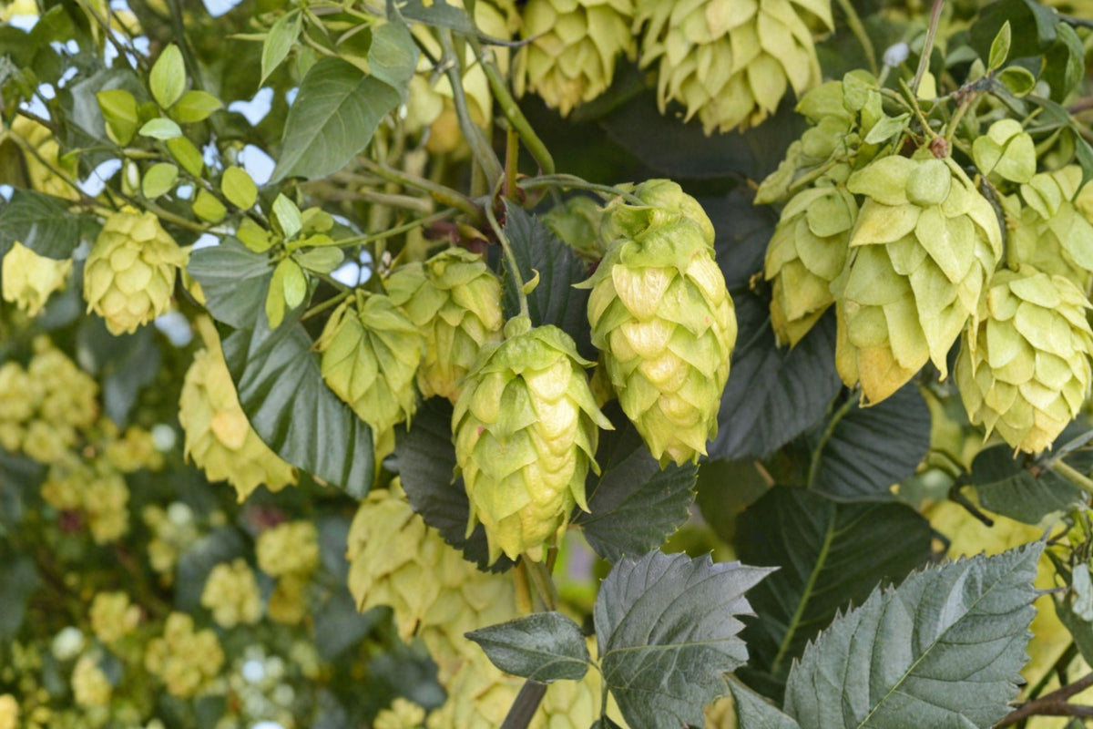Glacier Hops Plant | 1 Gallon Live Vine | Humulus lupulus | Fast Growing Brewing Hops for Home Brewing & Gardens