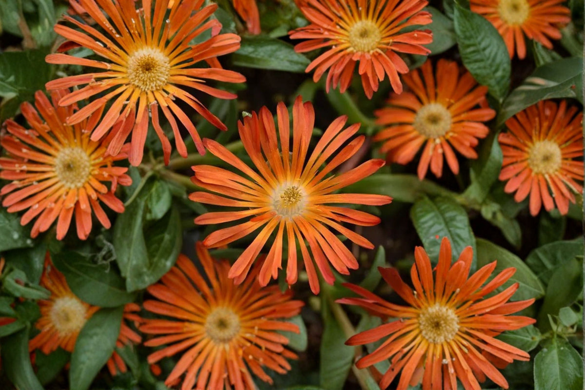 Drought Tolerant Ice Plant 3.5" Pot Orange Glow Delosperma | Hardy Groundcover for Rock Gardens | Low Maintenance Succulent