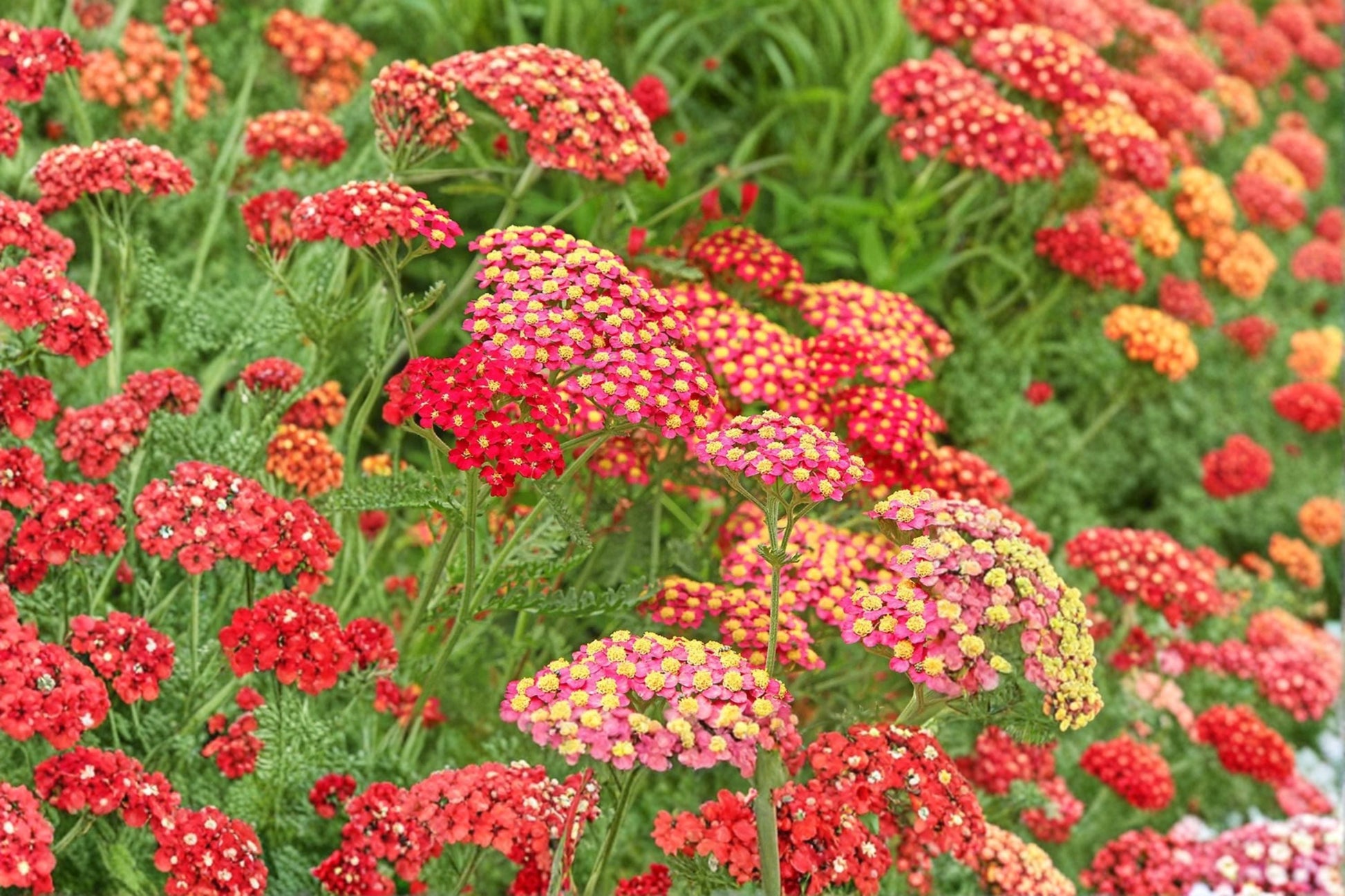 Yarrow 'Paprika' Plant - 3.5" Pot | Red Achillea millefolium | Drought Tolerant Perennial | Pollinator Friendly | Deer Resistant