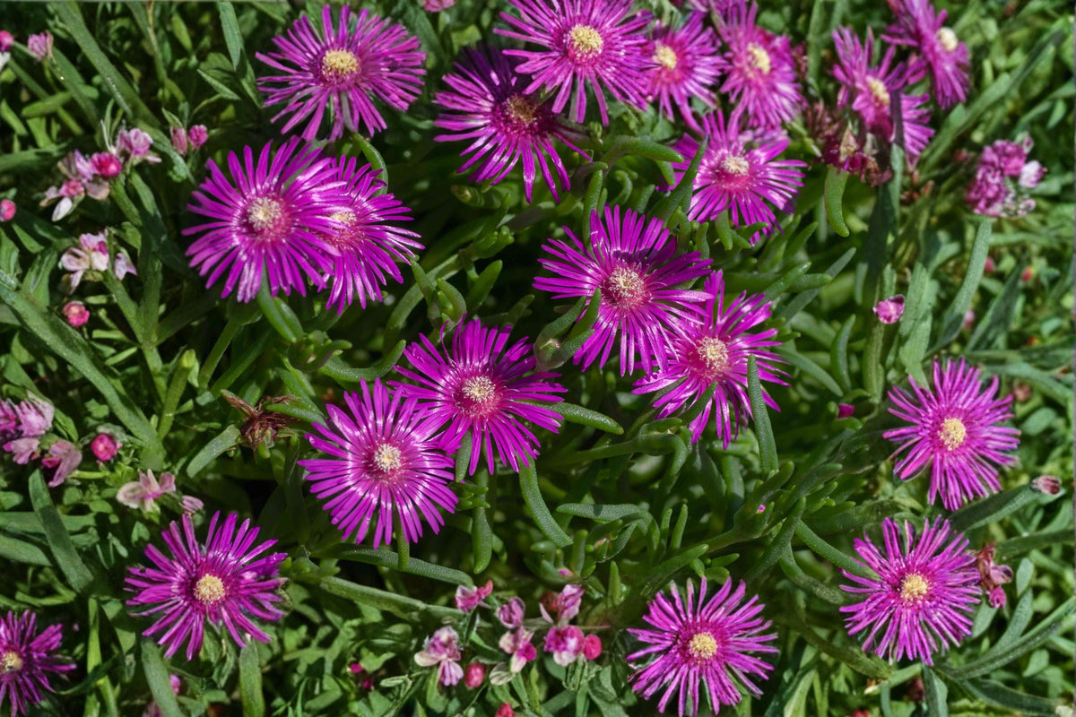 Purple Ice Plant Plug - Delosperma ‘Desert Dancers’ - Drought Tolerant Groundcover - Hardy Succulent for Rock Gardens