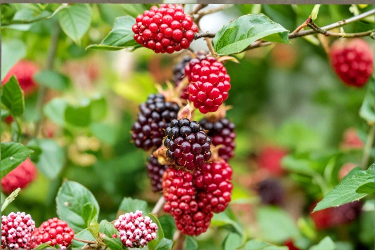 Thornless Boysenberry Plant | Live Bareroot | Edible Fruit Vine | Rubus ursinus | Blackberry Raspberry Hybrid