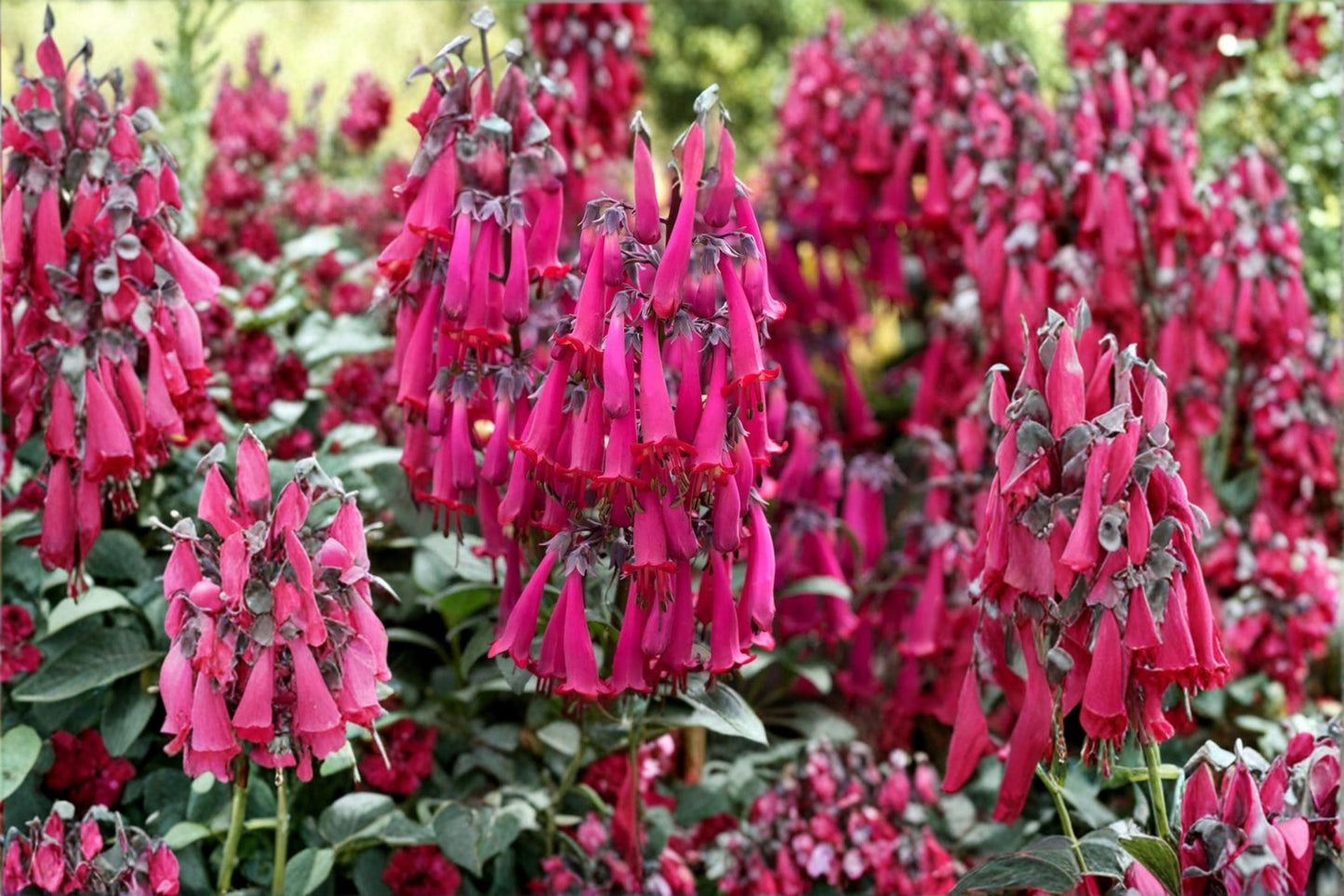 Pink Cape Fuchsia Plant 1 Gallon ‘Pink Sensation’ Hummingbird Flower Phygelius Perennial Shrub