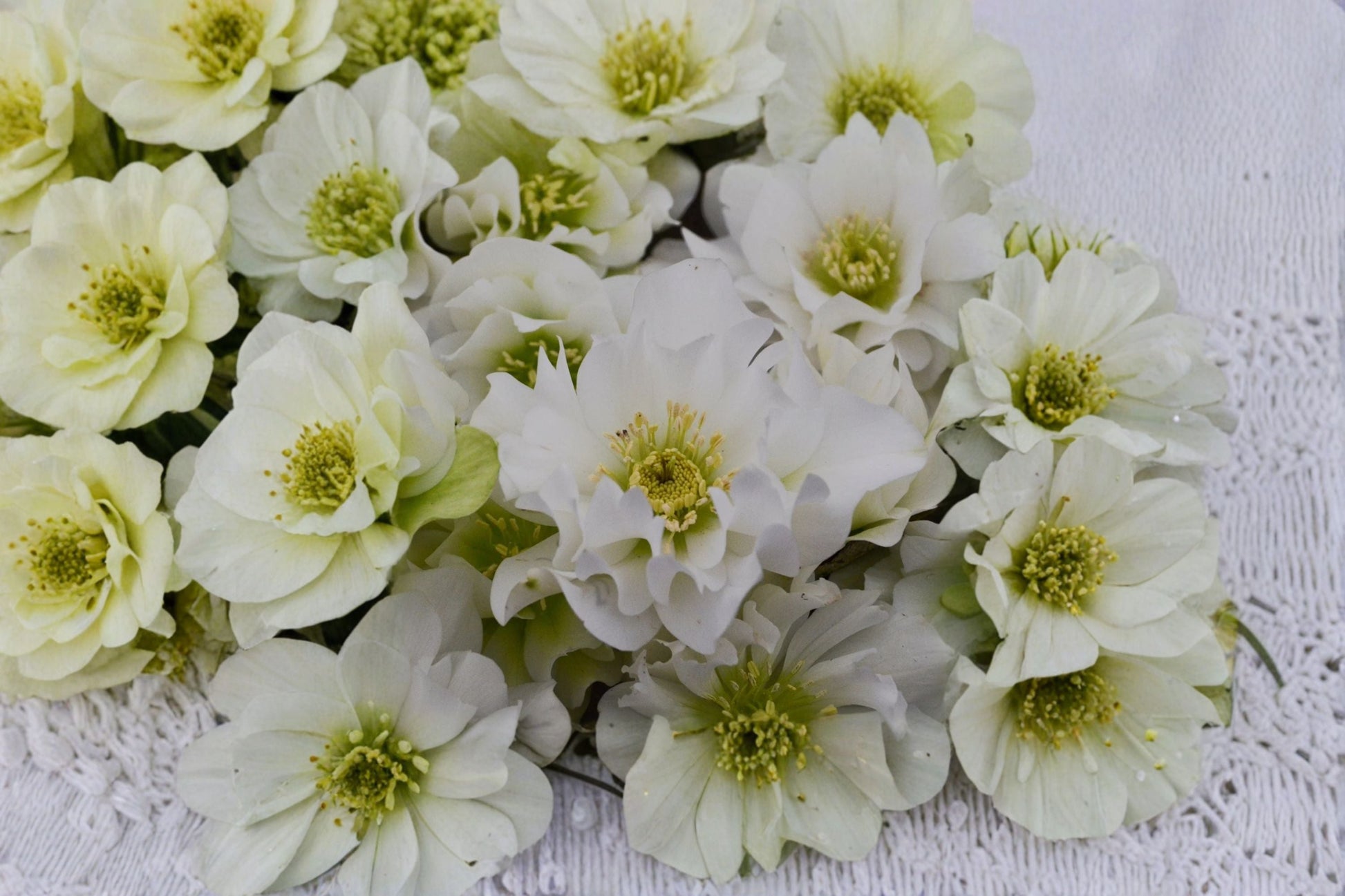 Hellebore Plant | White Lenten Rose | Helleborus x hybridus | Shade Perennial | Winter Blooming Flower | Wedding Party Series