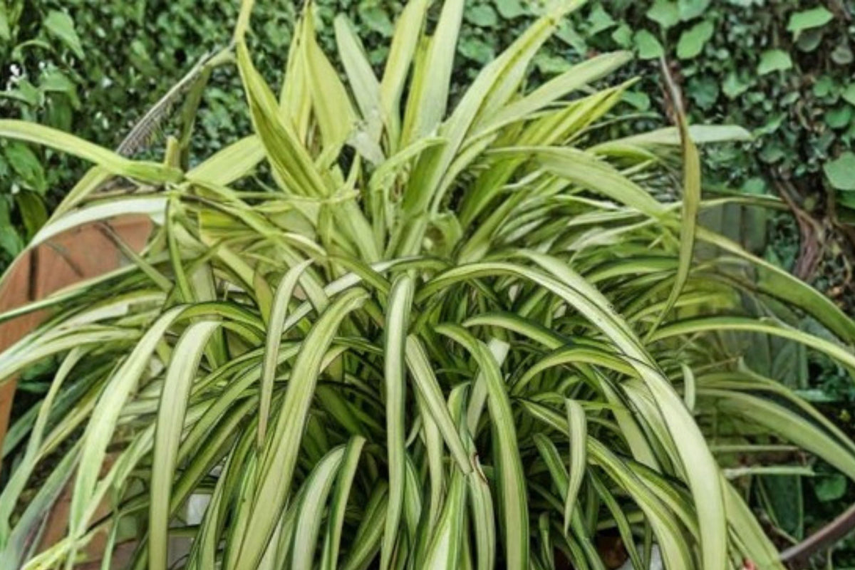 Dwarf New Zealand Flax Plant 1 Gallon Phormium ‘Blondie’ Variegated Evergreen Drought Tolerant | Phormium cookianum ‘Blondie’