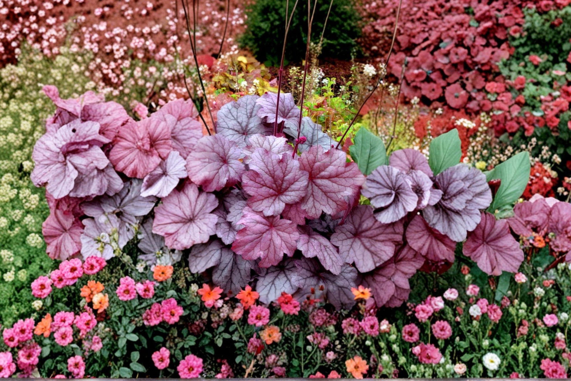 Heuchera ‘Georgia Plum’ Live Plant Plug | Purple Coral Bells | Evergreen Shade Perennial | Heuchera spp.