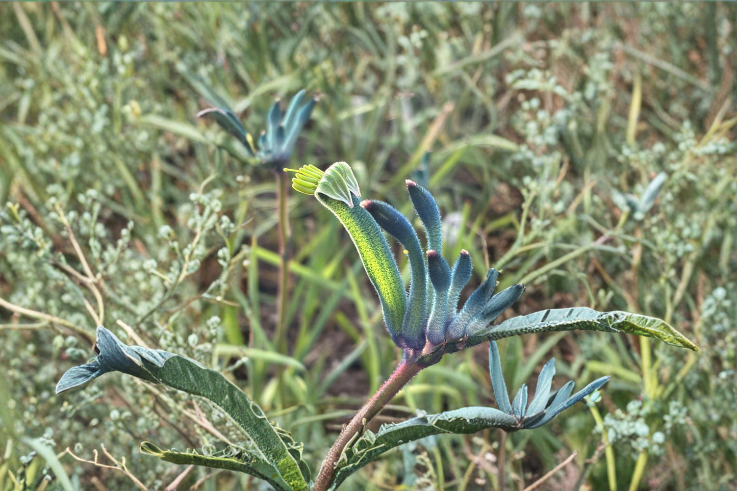 Blue Kangaroo Paw Live Plant | Rare Anigozanthos ‘Masquerade’ | Purple Teal Flowers | Exotic Drought Tolerant Plant