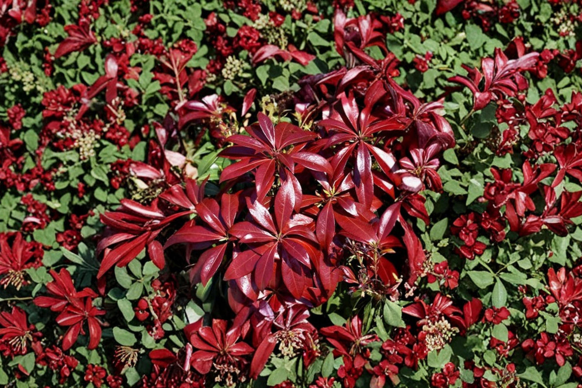 Pieris ‘Glowing Hearts’ 1 Gallon Live Plant | Japanese Andromeda | Shade Loving Evergreen Shrub | Acid Loving Plant