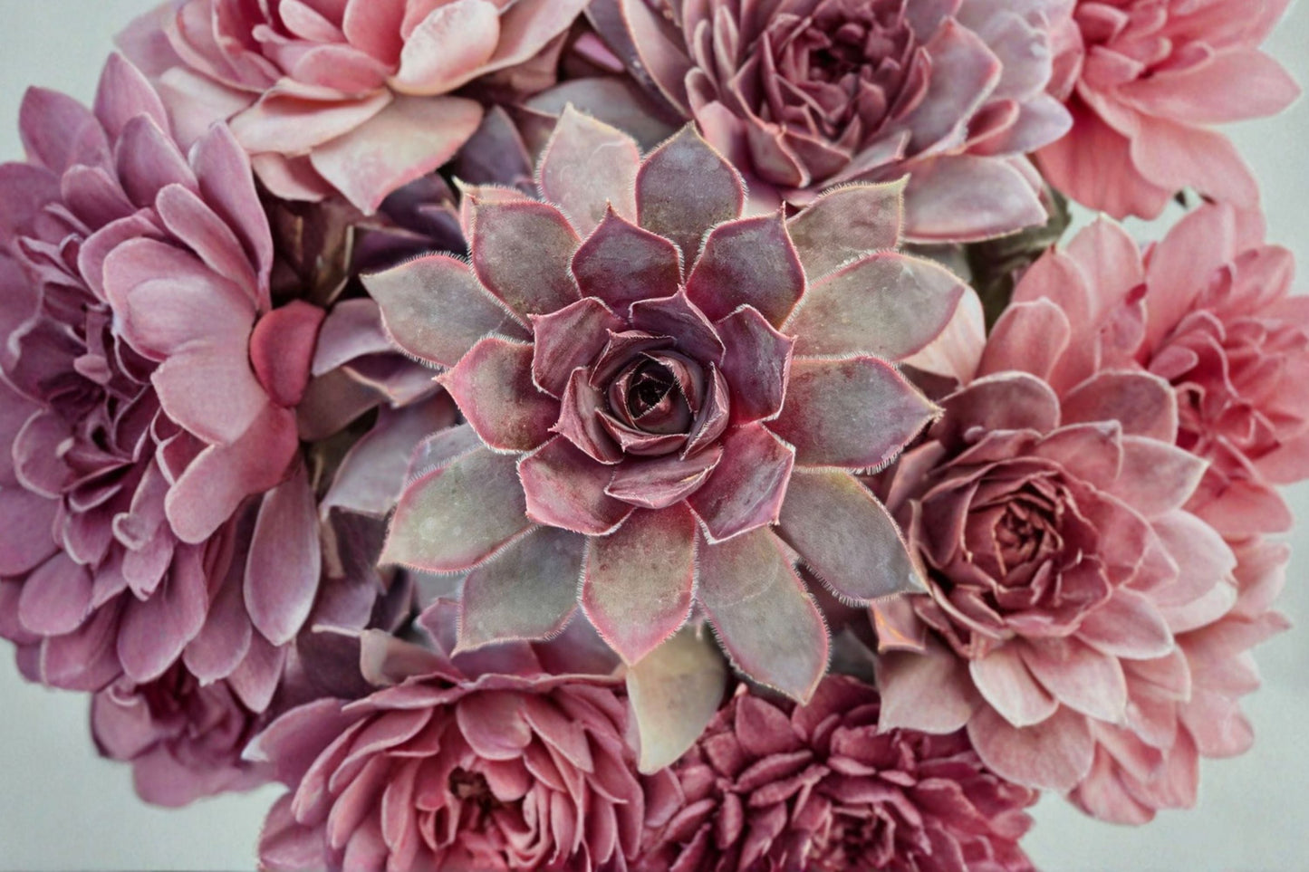 Giant Hens and Chicks Succulent | 4-6” Copper Canyon | Sempervivum Chick Charms | Cold Hardy Groundcover Plant