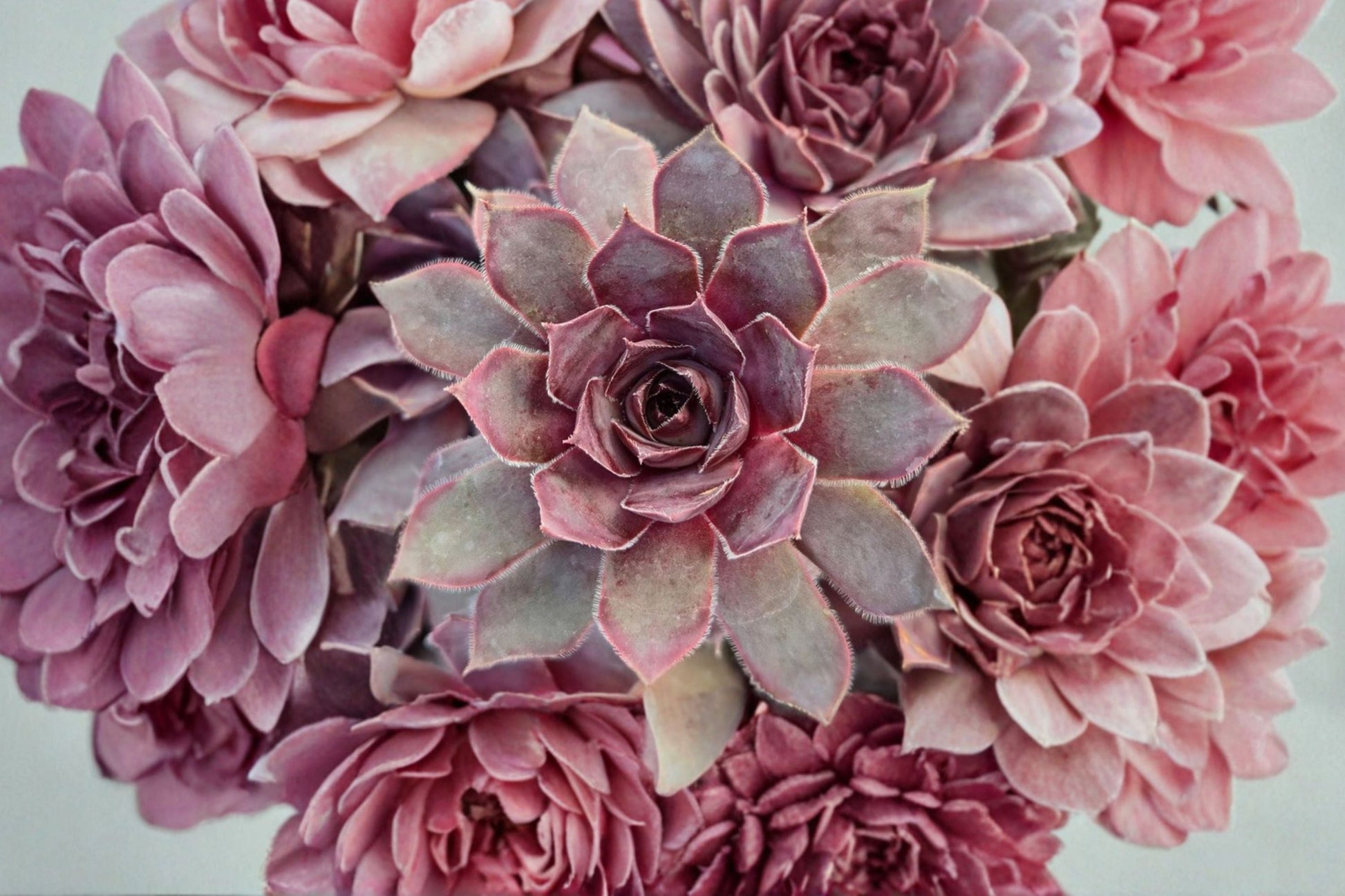 Giant Hens and Chicks Succulent | 4-6” Copper Canyon | Sempervivum Chick Charms | Cold Hardy Groundcover Plant