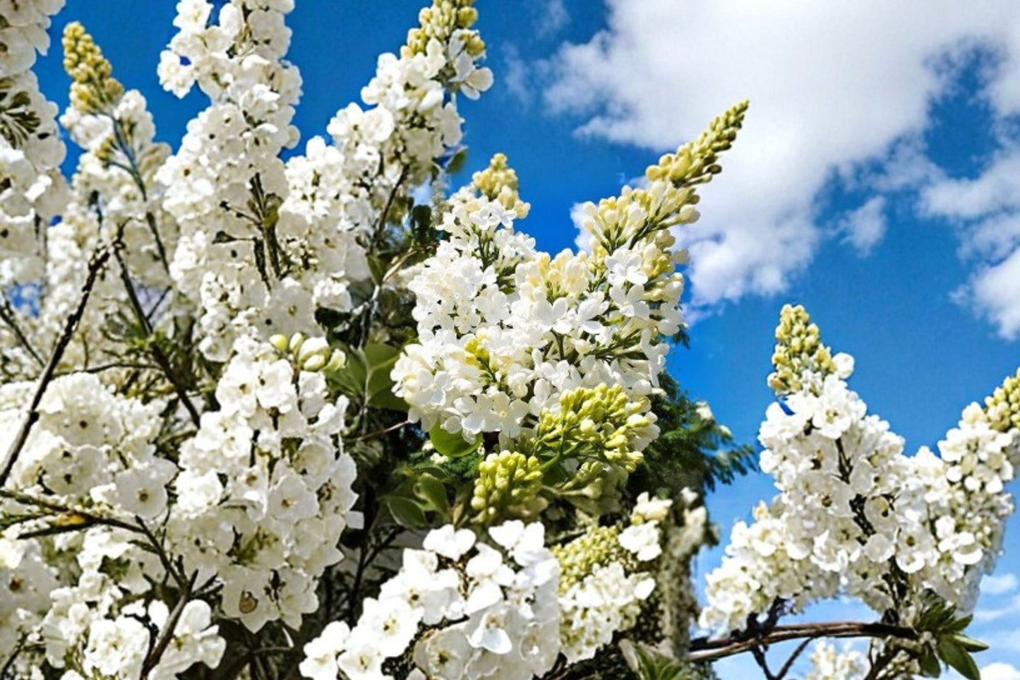 White Lilac Bush 1 Gallon - Double French Lilac 'Madame Lemoine' (Syringa vulgaris) - Fragrant Flowering Shrub for Gardens