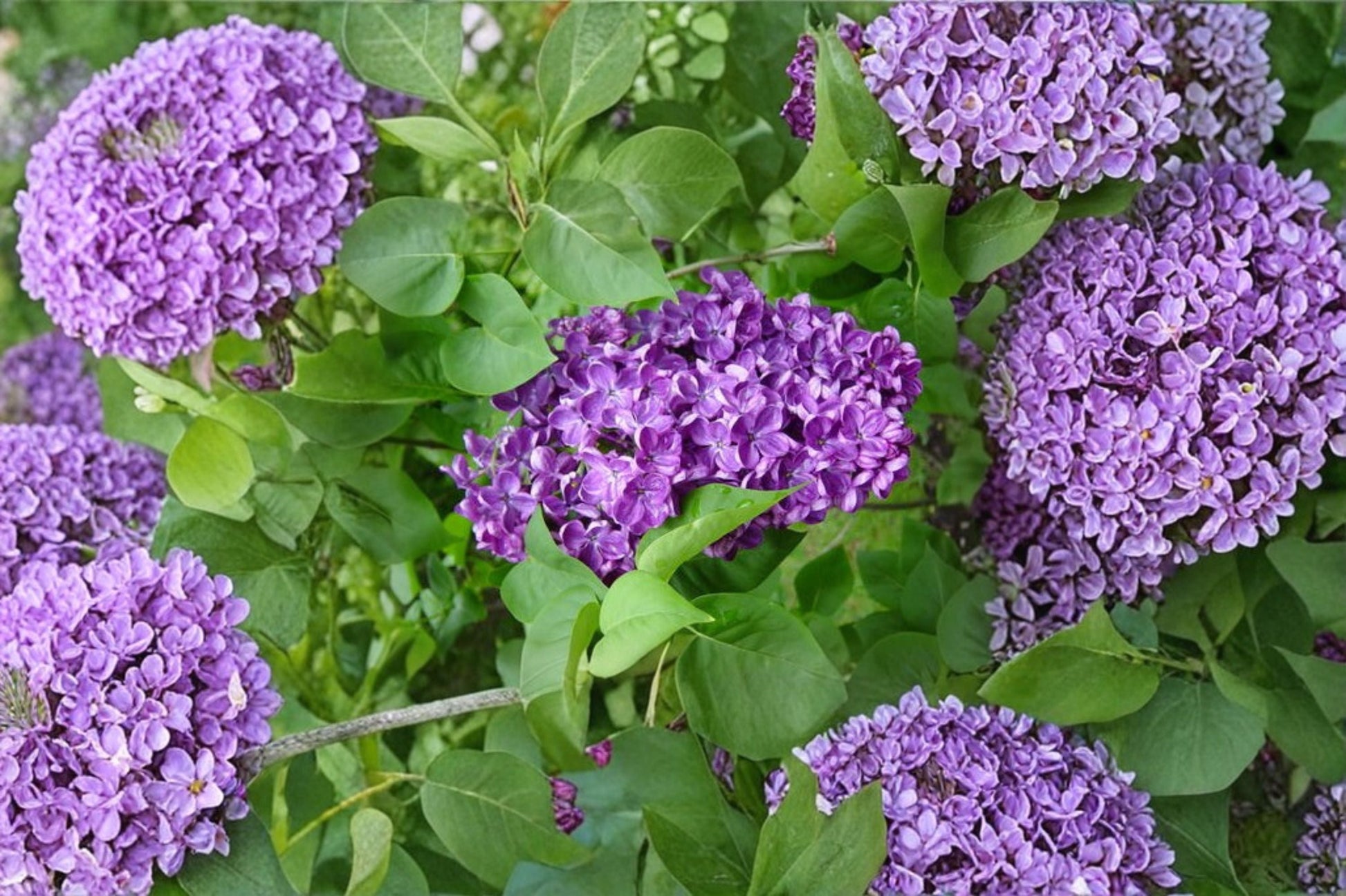 Purple Lilac Shrub 1 Gallon Double French Lilac ‘Alice Christianson’ | Syringa vulgaris | Fragrant Lavender Flowers