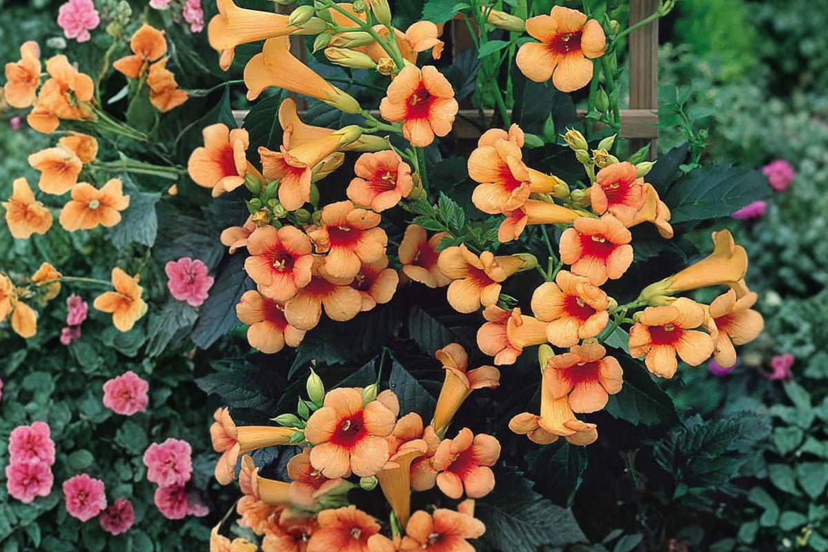 Trumpet Vine 1 Gallon 'Indian Summer' Climbing Vine | Campsis radicans | Orange Flowering Hummingbird Plant for Privacy