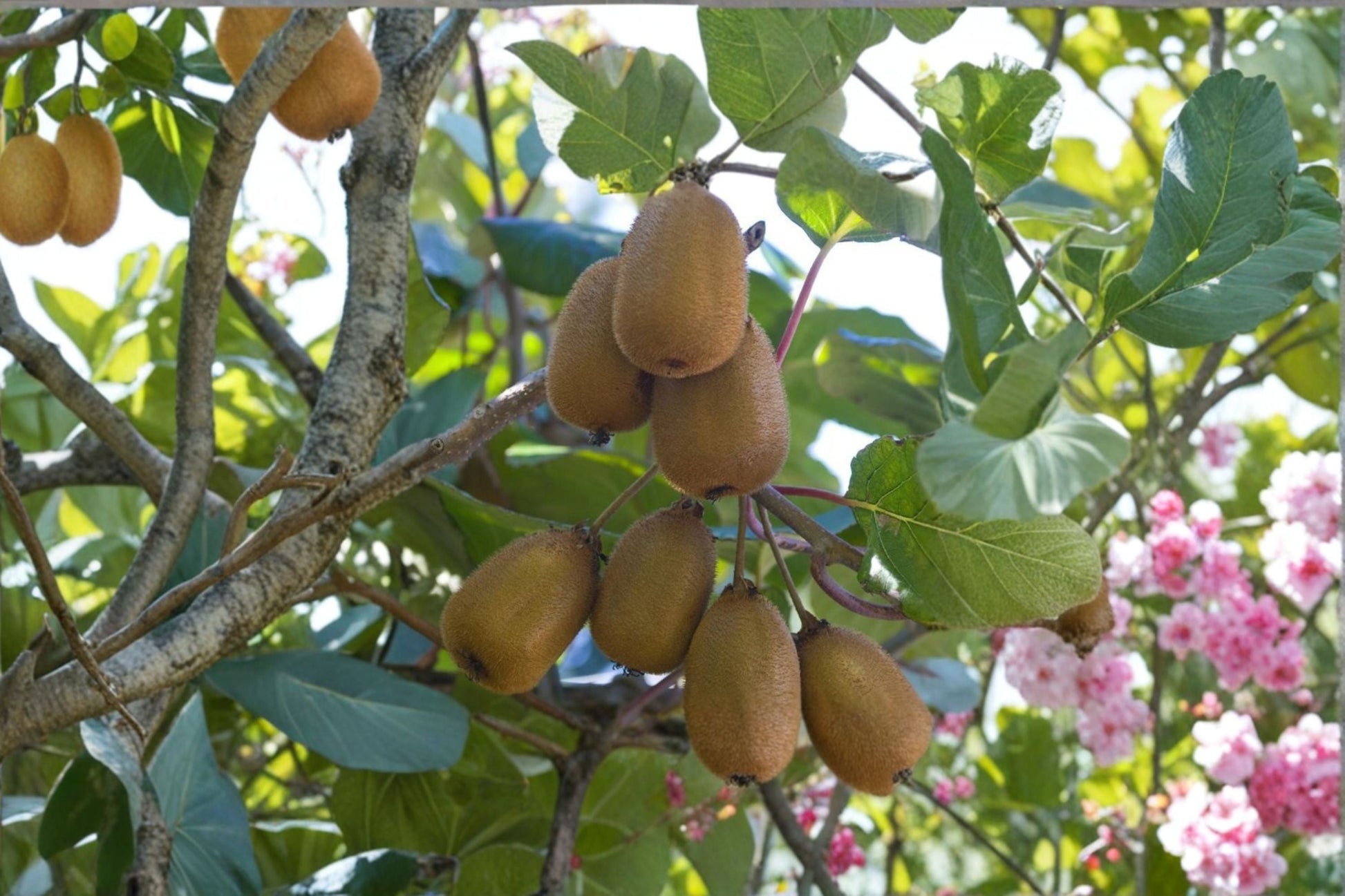 Hardy Kiwi Plant ‘Red Beauty’ | Edible Kiwi Vine | Actinidia kolomikta | Cold Hardy Fruit for Gardens & Orchards
