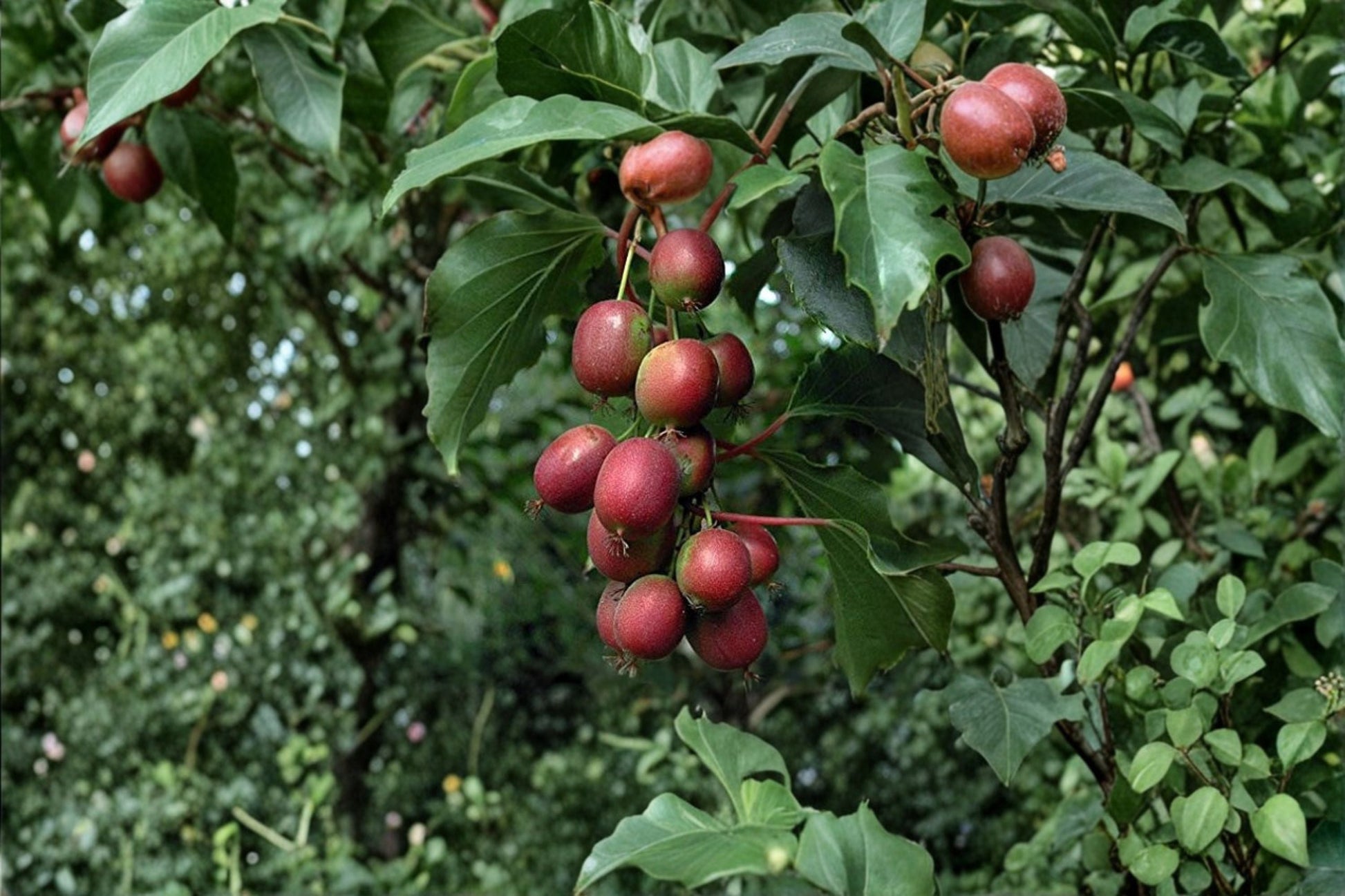 Red Hardy Kiwi Plant ‘Ken’s Red’ | Actinidia arguta | Edible Red Kiwi Vine | Cold Hardy Fruit | Grow Your Own Food