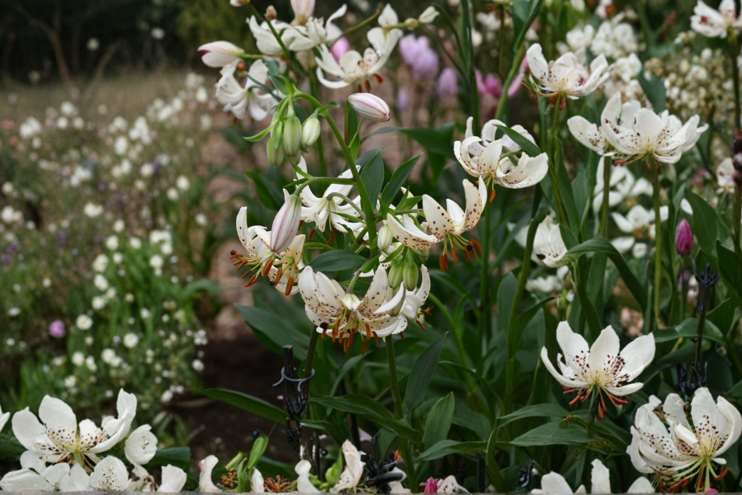 Turk's Cap Lily Bulb | White Martagon Lily ‘Albi Morning’ | Lilium martagon | Shade Tolerant Perennial Flower