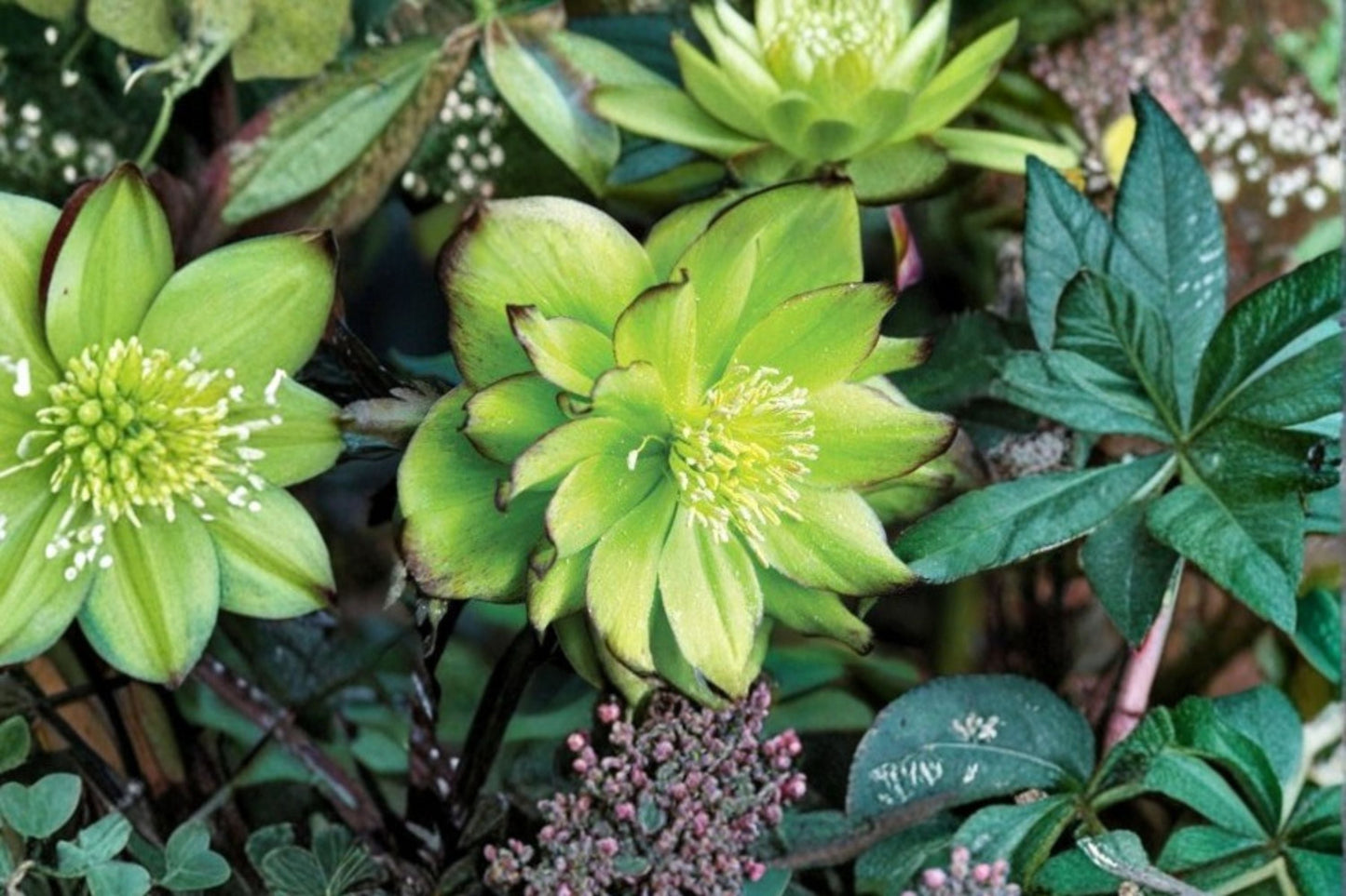 Hellebore ‘Jade Tiger’ | Lenten Rose | Evergreen Perennial | Helleborus x hybridus | Shade Plant with Early Spring Blooms