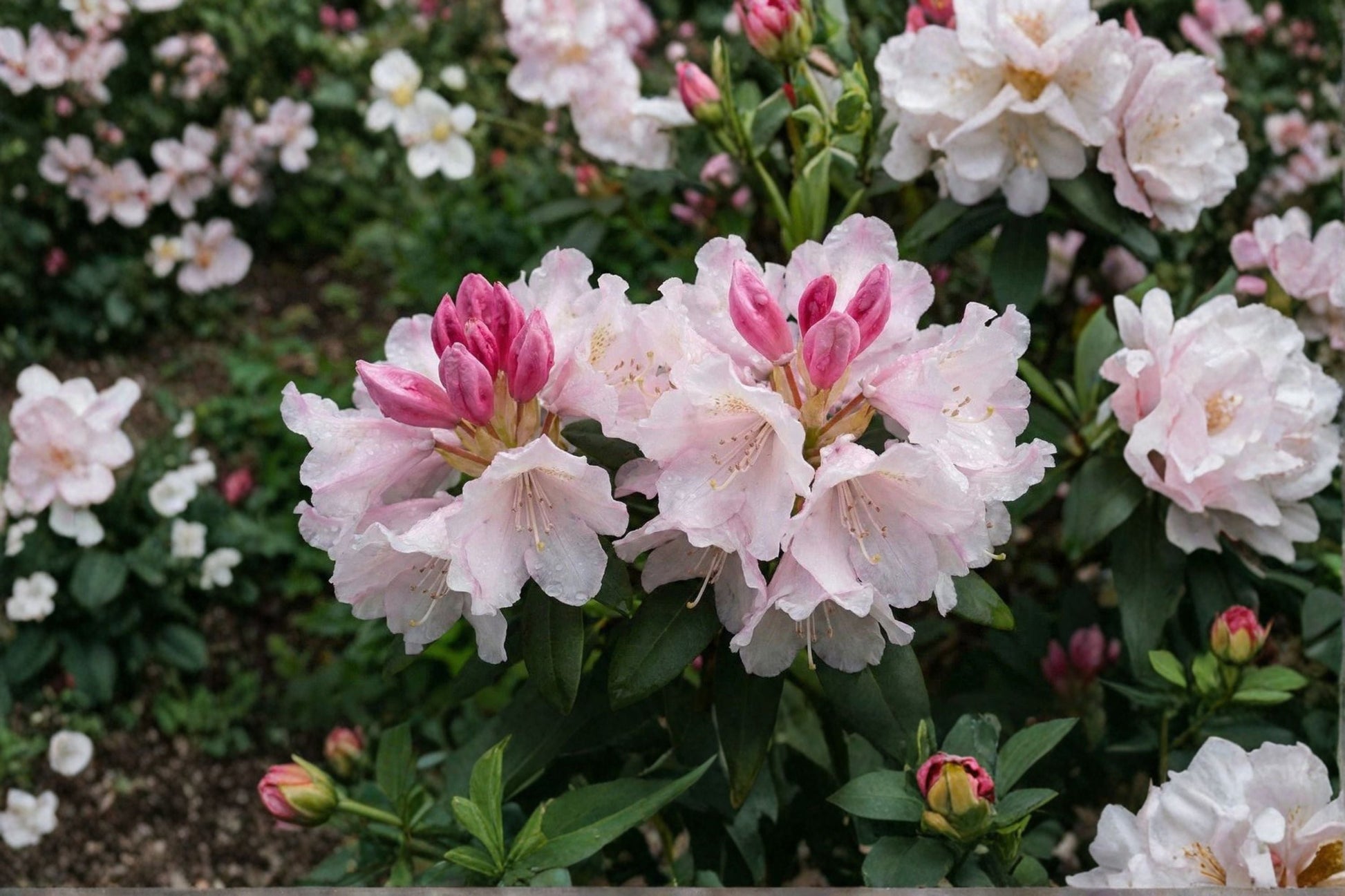 Rhododendron ‘Yaku Princess’ | 1 Gallon Dwarf Evergreen Shrub | Pink Blooms | Shade Garden Plant | Compact Rhododendron
