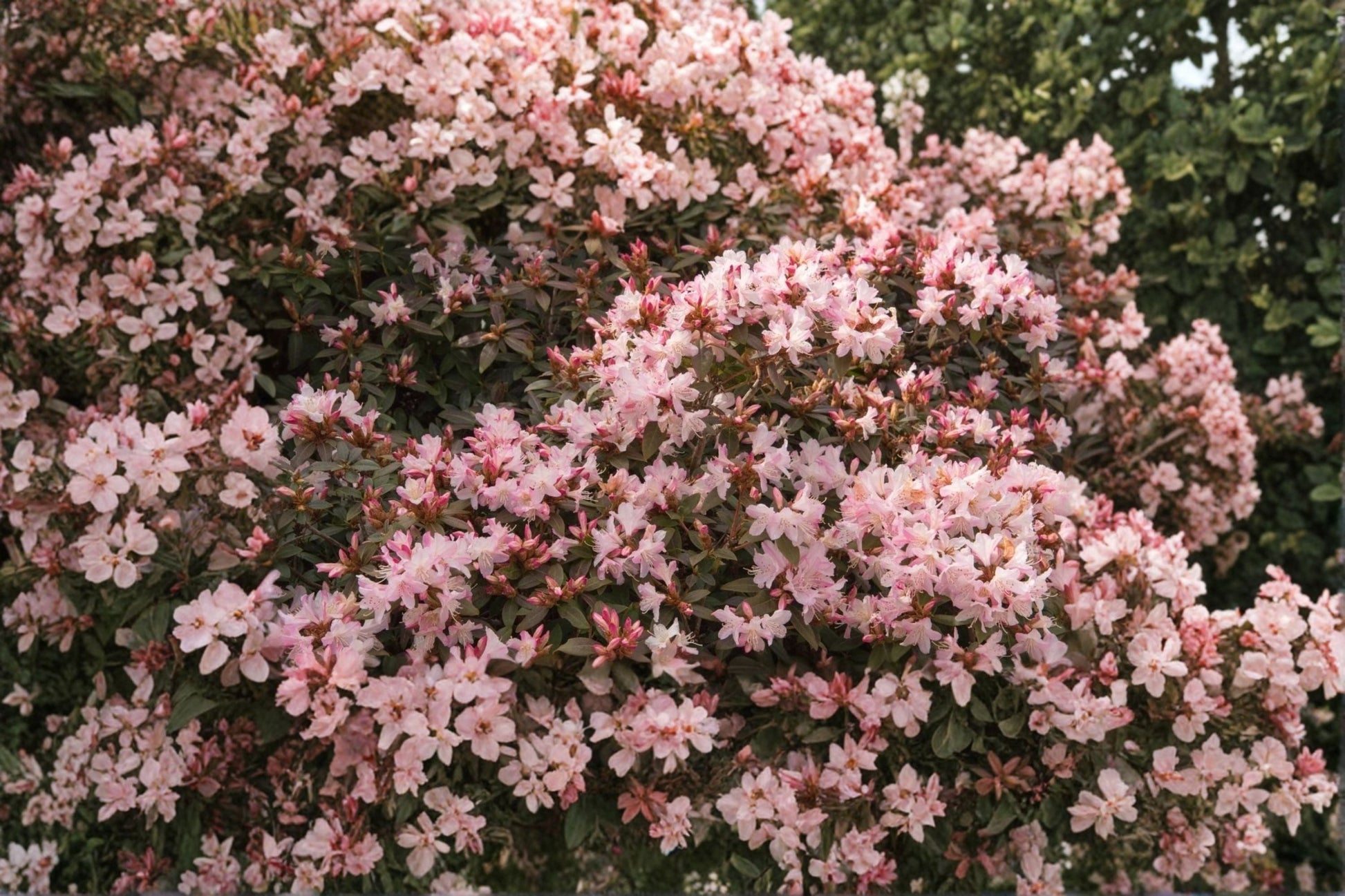 Dwarf Evergreen Shrub 1 Gallon Rhododendron ‘Crete’ Pink to White Blooms Shade Garden Plant Compact Rhododendron