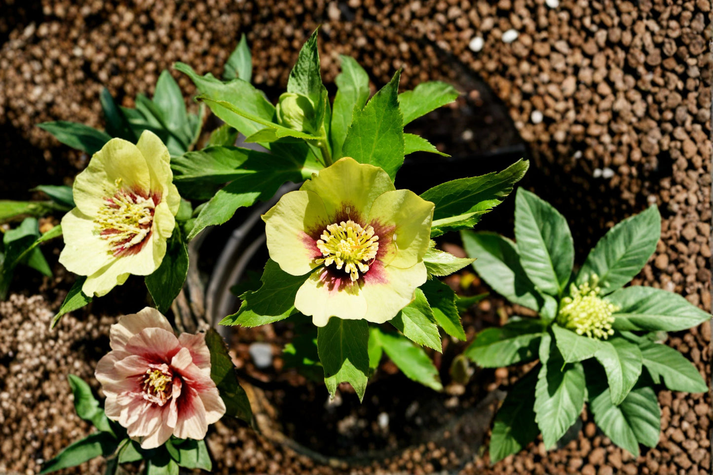 Hellebore Plant - Lenten Rose 'Irish Luck' - Evergreen Perennial - Shade Lover - Deer Resistant - Helleborus 'Irish Luck'