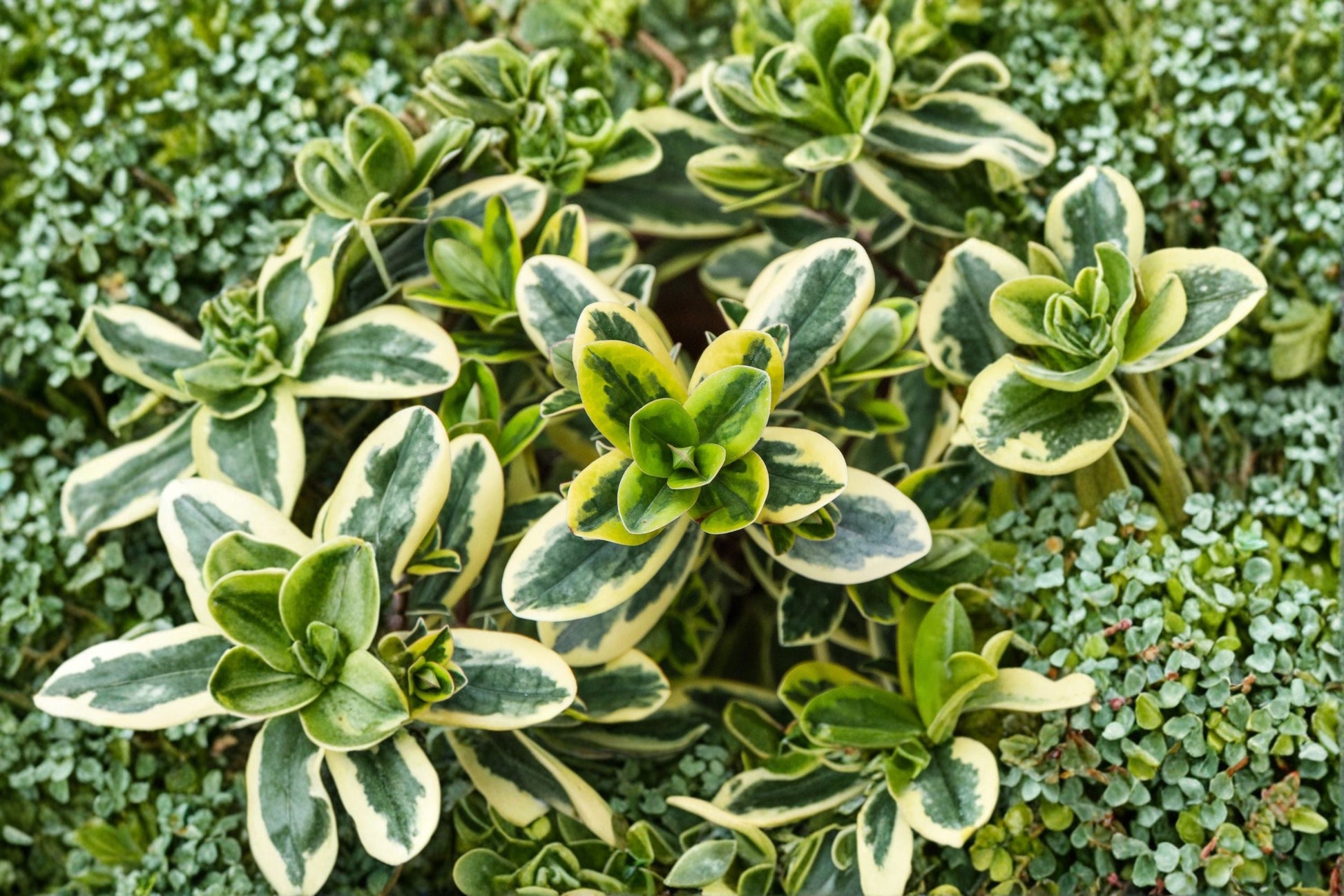 Hebe ‘Golden Katrina’ | 1 Gallon Variegated Evergreen Shrub | Tricolor Foliage | Hebe x ‘Golden Katrina’ | Compact Plant