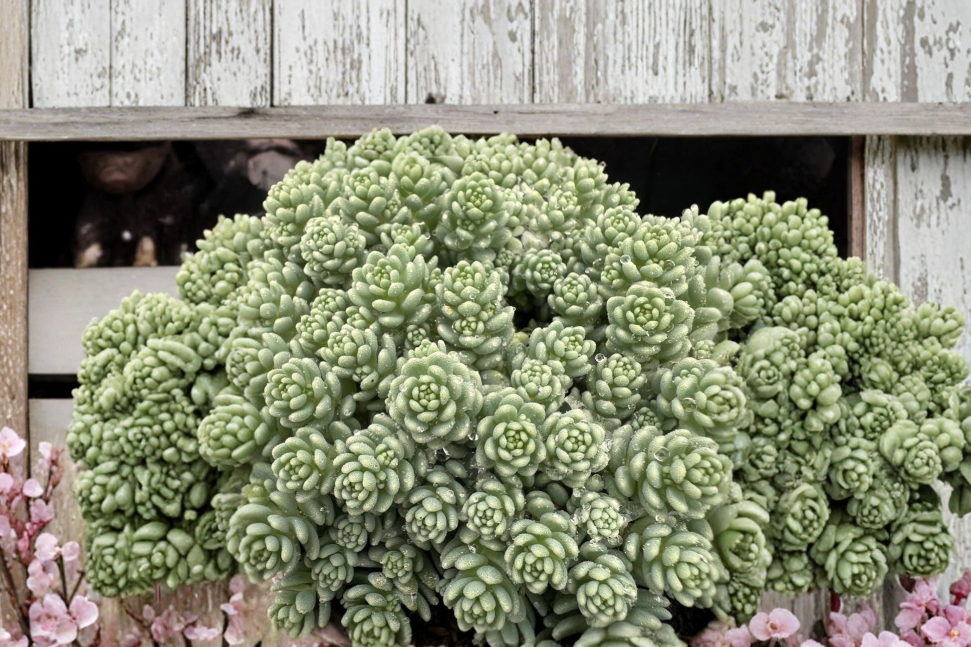 Sedum ‘Silver Roses’ Succulent | 3.5” Pot | Blue Ground Cover Plant | Drought Tolerant Stonecrop | Trailing Sedum Plant