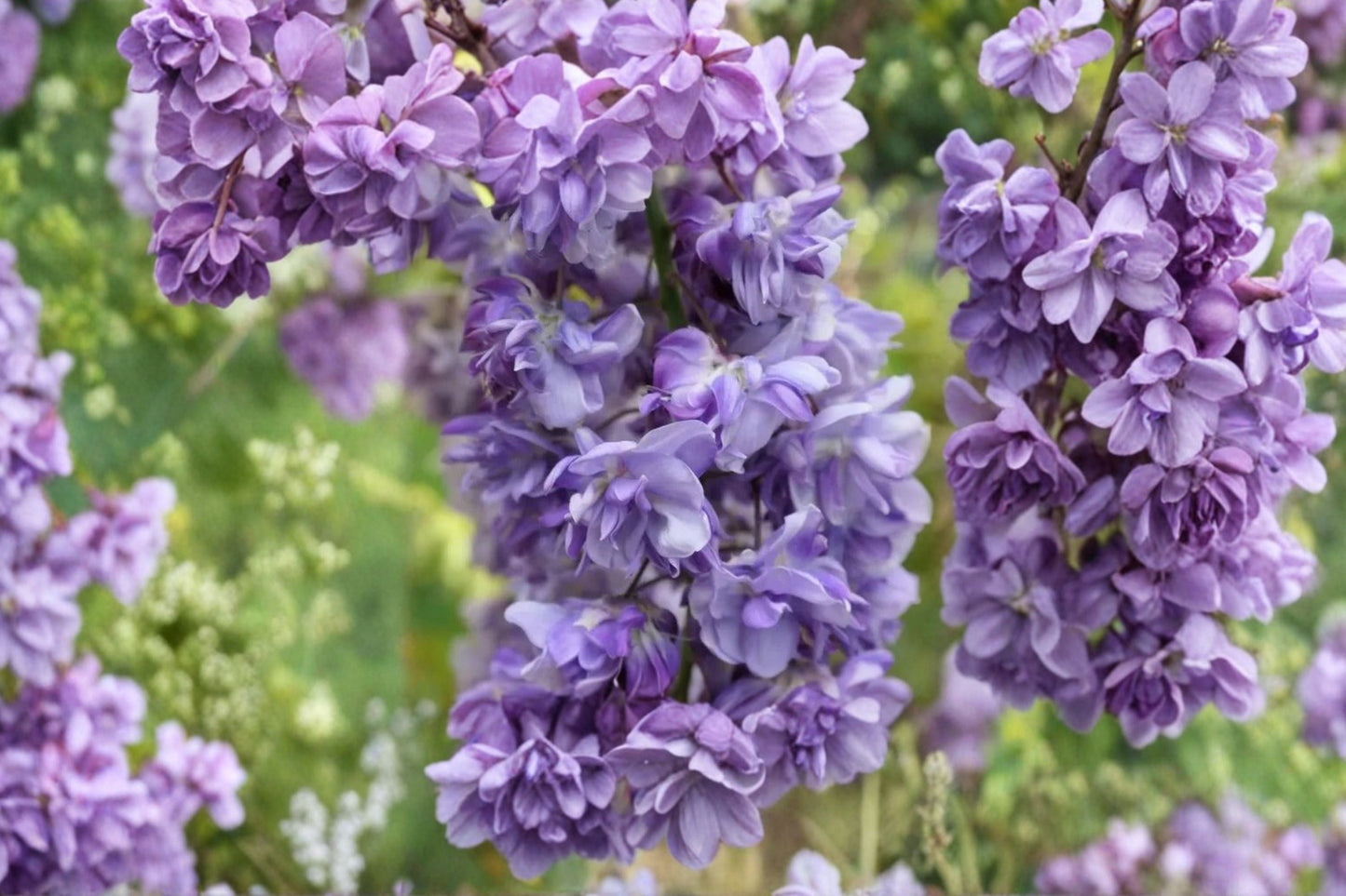Wisteria Vine | Climbing Double Purple Flowering Plant | Wisteria floribunda ‘Black Dragon’ | Fragrant Garden Trellis Plant
