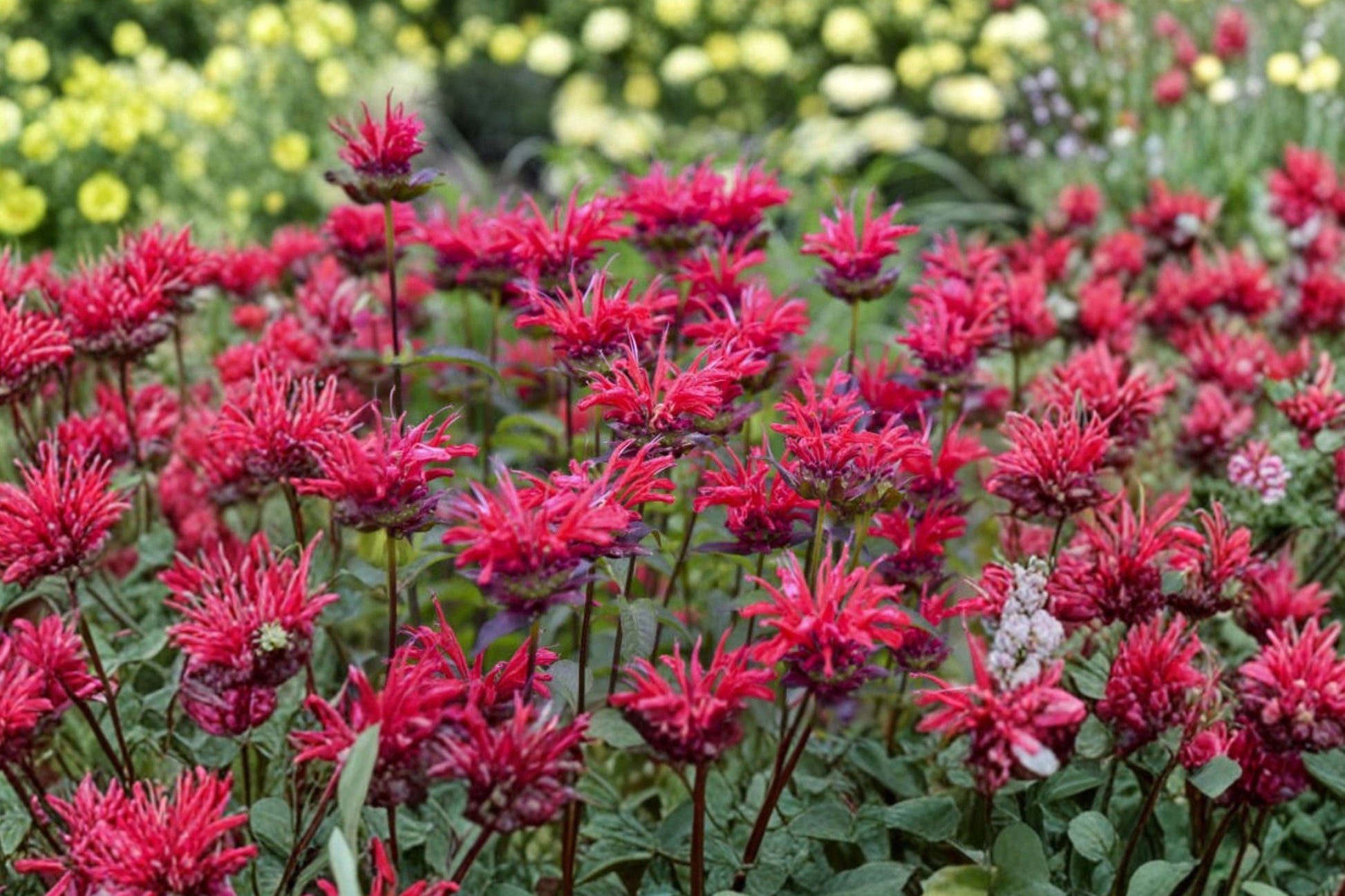 Bee Balm Plant 3.5” Pot Monarda ‘Mahogany’ Red Pollinator Perennial Hummingbird Flower Bergamot