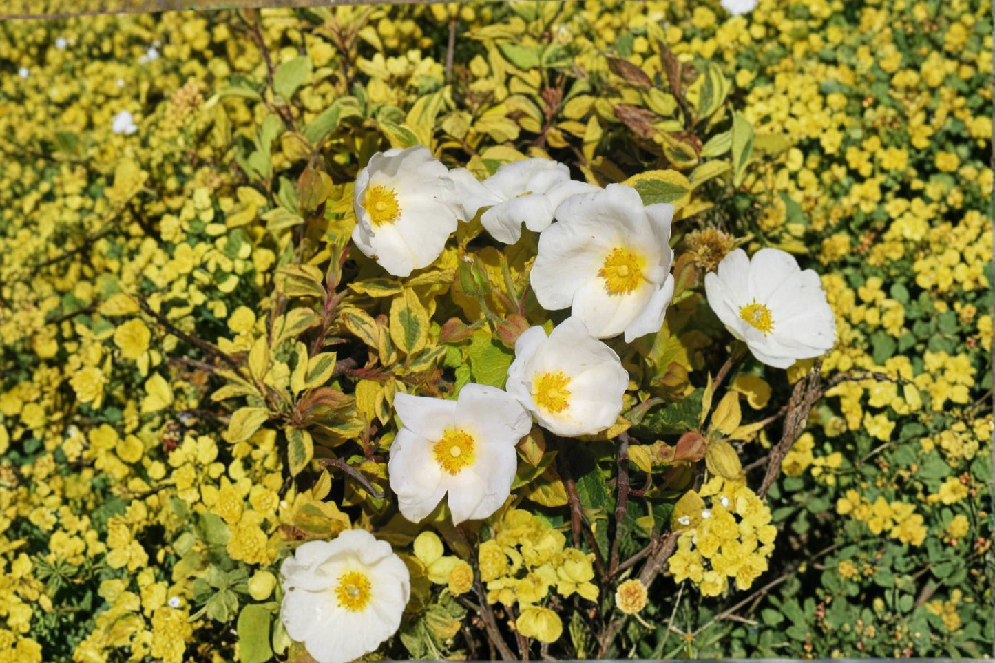 Variegated Rockrose Plant | Cistus ‘Mickie’ | Drought Tolerant Evergreen Shrub | Xeriscape & Mediterranean Garden Plant