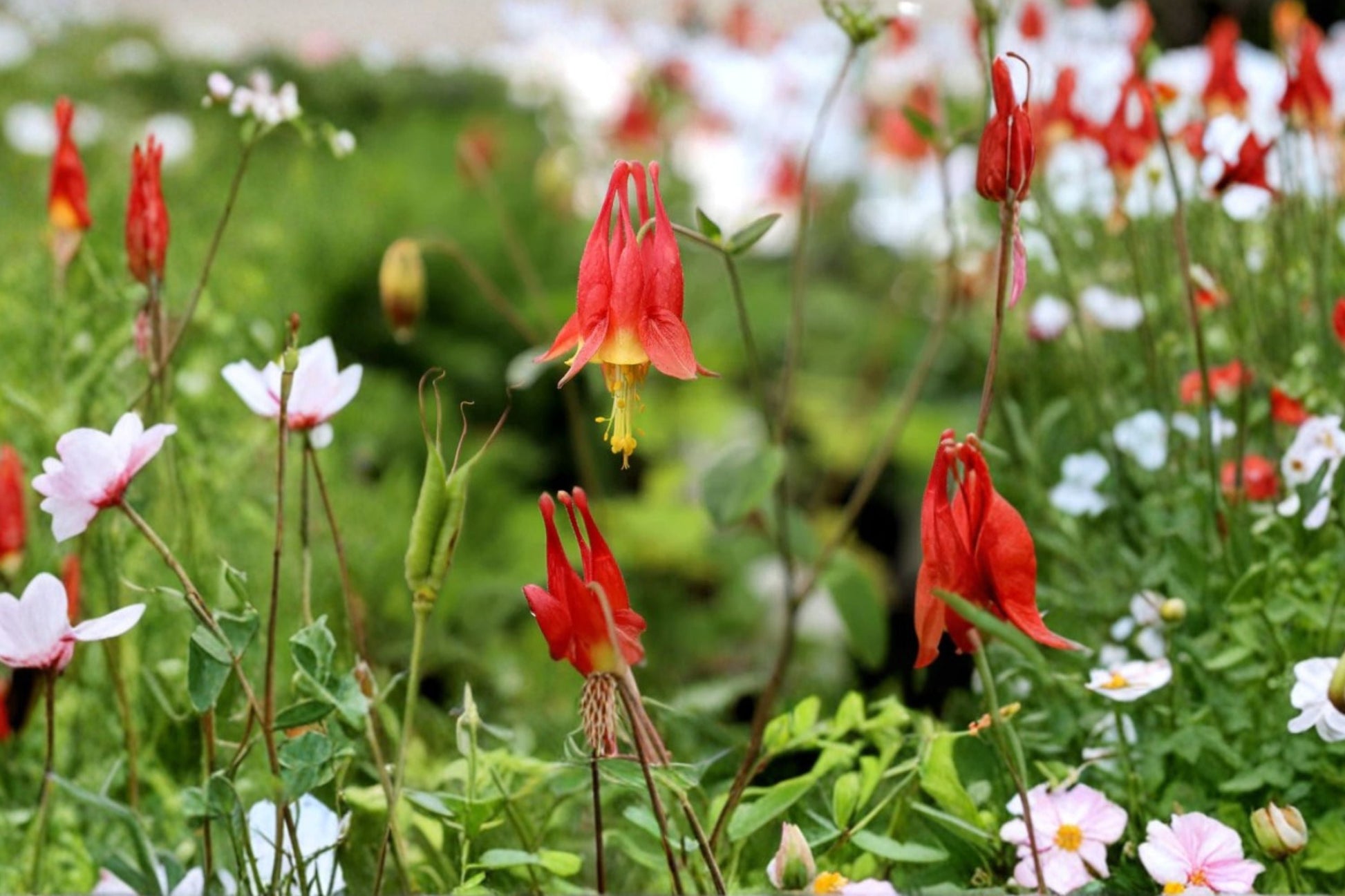 Native Columbine Plant 3.5” Pot Red Yellow Aquilegia canadensis Pollinator Perennial for Shade Hummingbird Garden Plant