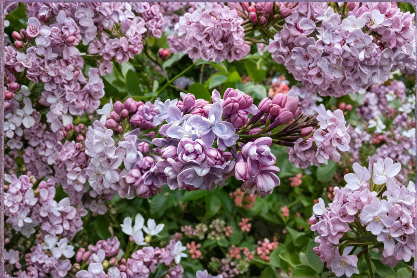 Syringa ‘Congo’ French Lilac Bush | 1 Gallon | Fragrant Purple Spring Blooming Shrub | Deer Resistant | Hardy Hedge Plant