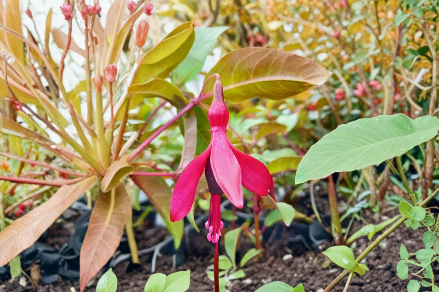 Hardy Fuchsia Plant 1 Gallon Dying Embers Red Purple Flowers Fuchsia magellanica Hummingbird Perennial Shrub Shade Loving