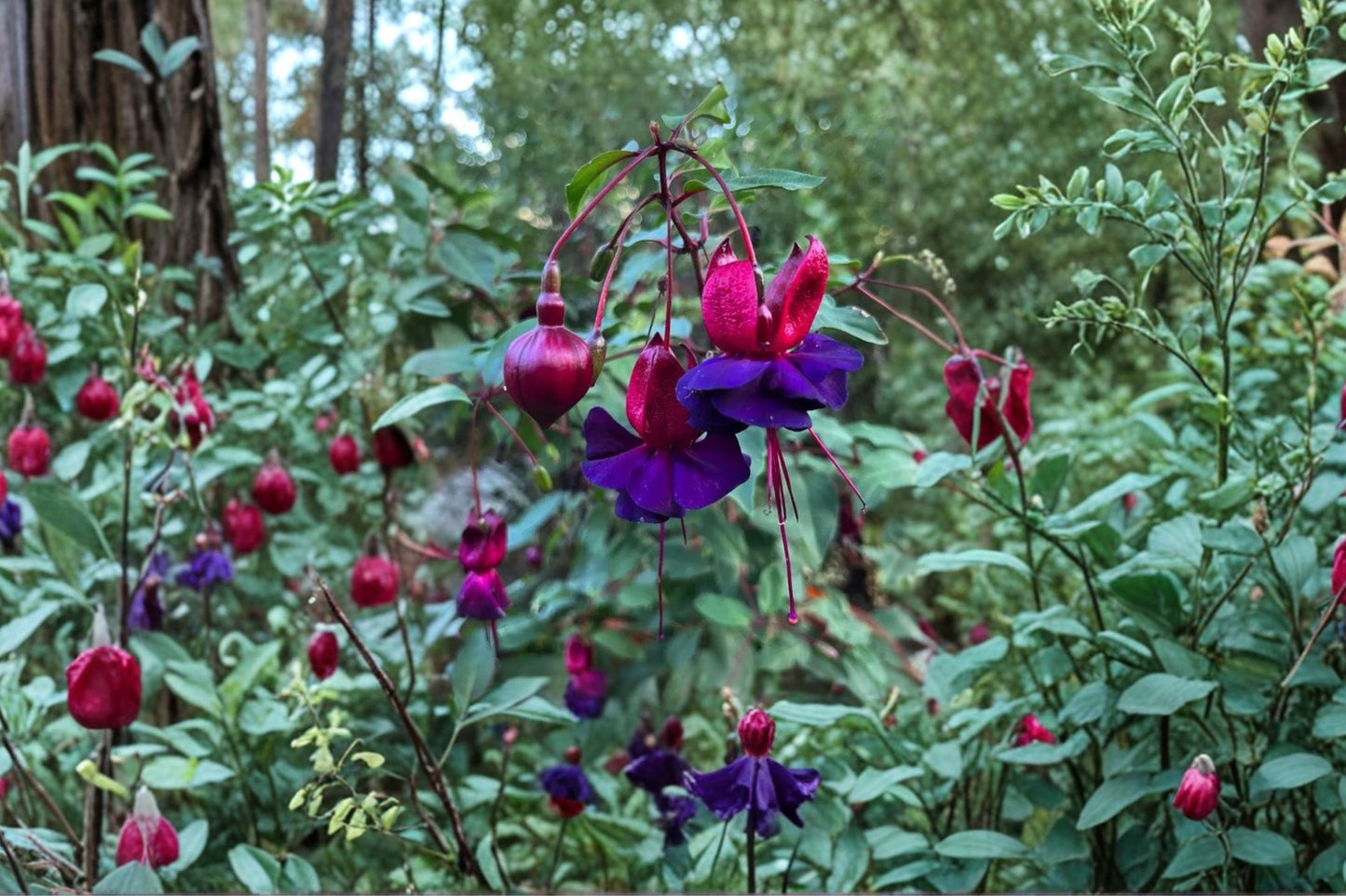 Hardy Fuchsia Plant 1 Gallon | Fuchsia ‘DeBron’s Smokey Blue’ | Purple & Magenta Flowers | Hummingbird Shade Perennial