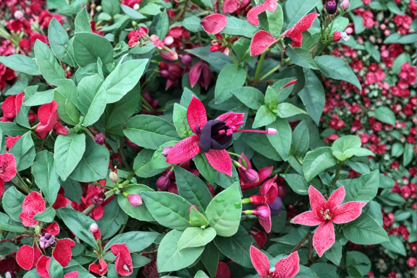 Hardy Fuchsia Plant 1 Gallon - Fuchsia ‘Black Cherry’ - Dark Purple Black Flowers - Hummingbird Shade Plant - Long Blooming Perennial