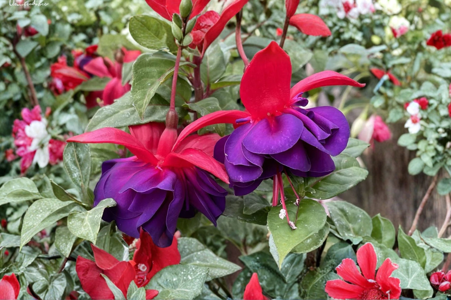 Fuchsia Plant 1 Gallon Hardy Fuchsia 'David' Red Purple Flowers Hummingbird Friendly Easy Care Perennial Fuchsia 'David'