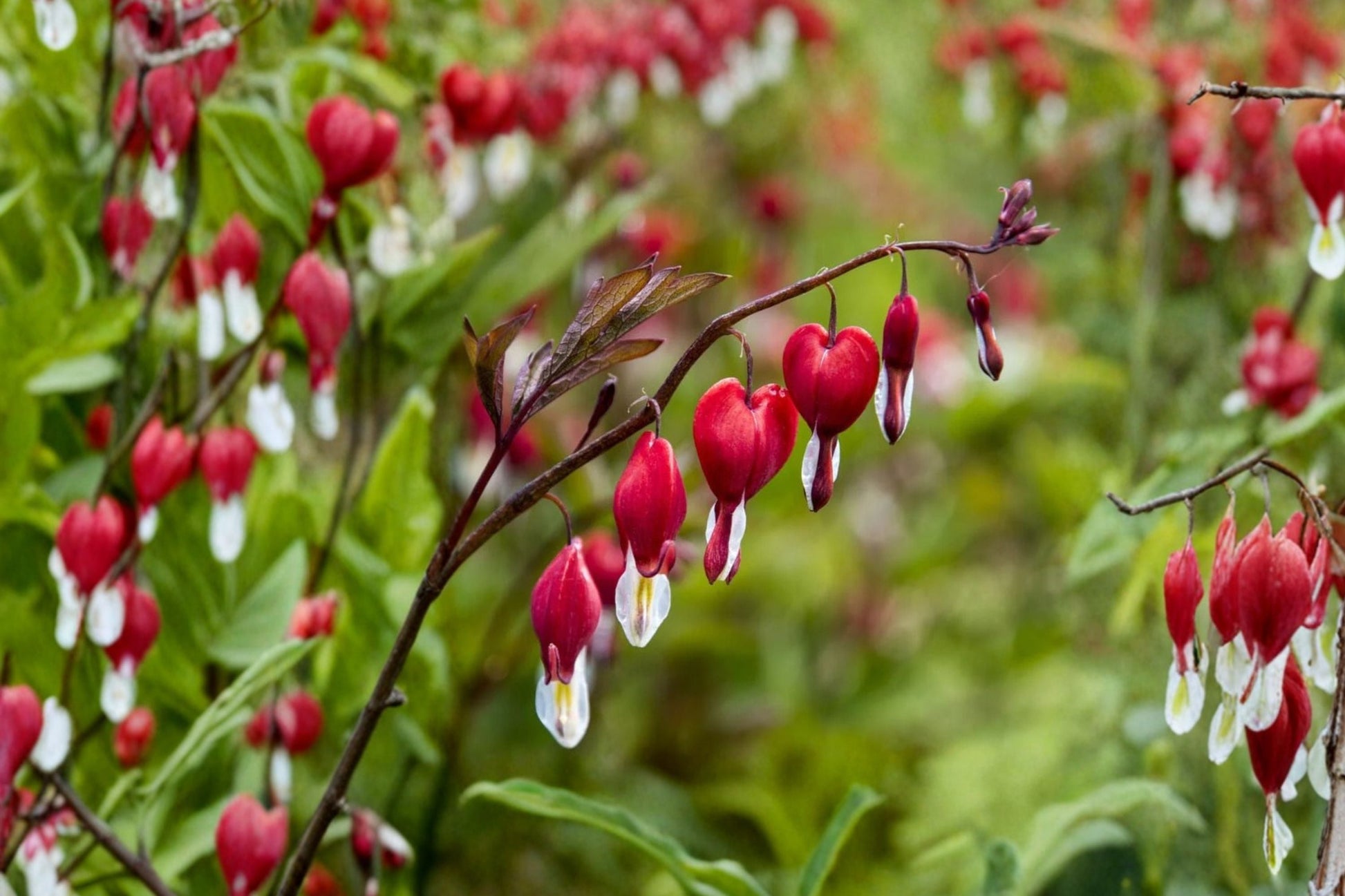 Red Bleeding Heart Plant 4.5” Pot | Dicentra ‘Valentine’ | Shade Loving Perennial | Hummingbird Flower | Deer Resistant