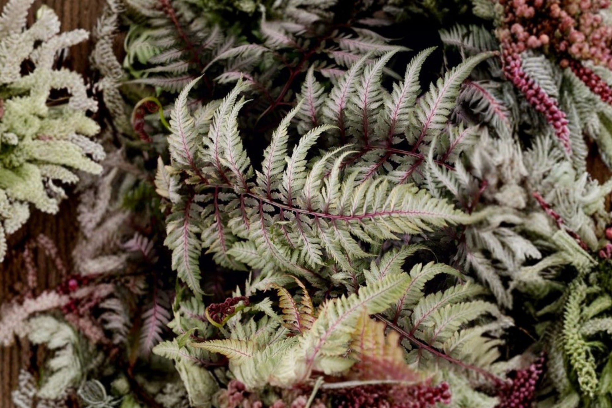 Japanese Painted Fern 3.5" Pot Athyrium niponicum ‘Silver Falls’ | Silver Foliage Shade Perennial | Deer Resistant Plant