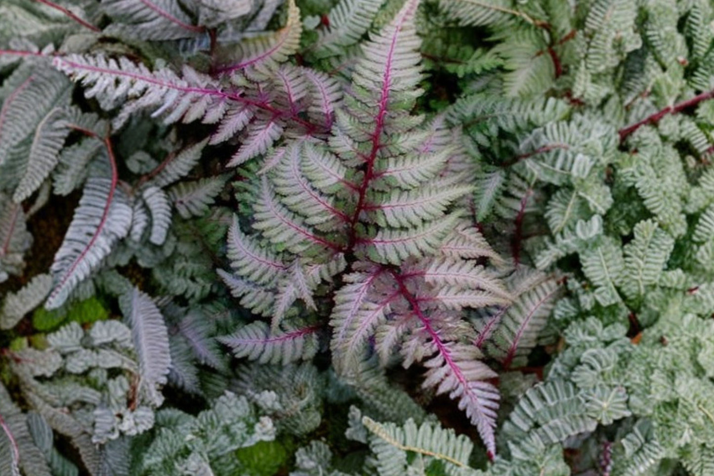 Japanese Painted Fern 3.5” Pot Burgundy Silver Shade Athyrium niponicum ‘Regal Red’ Deer Resistant Woodland Perennial