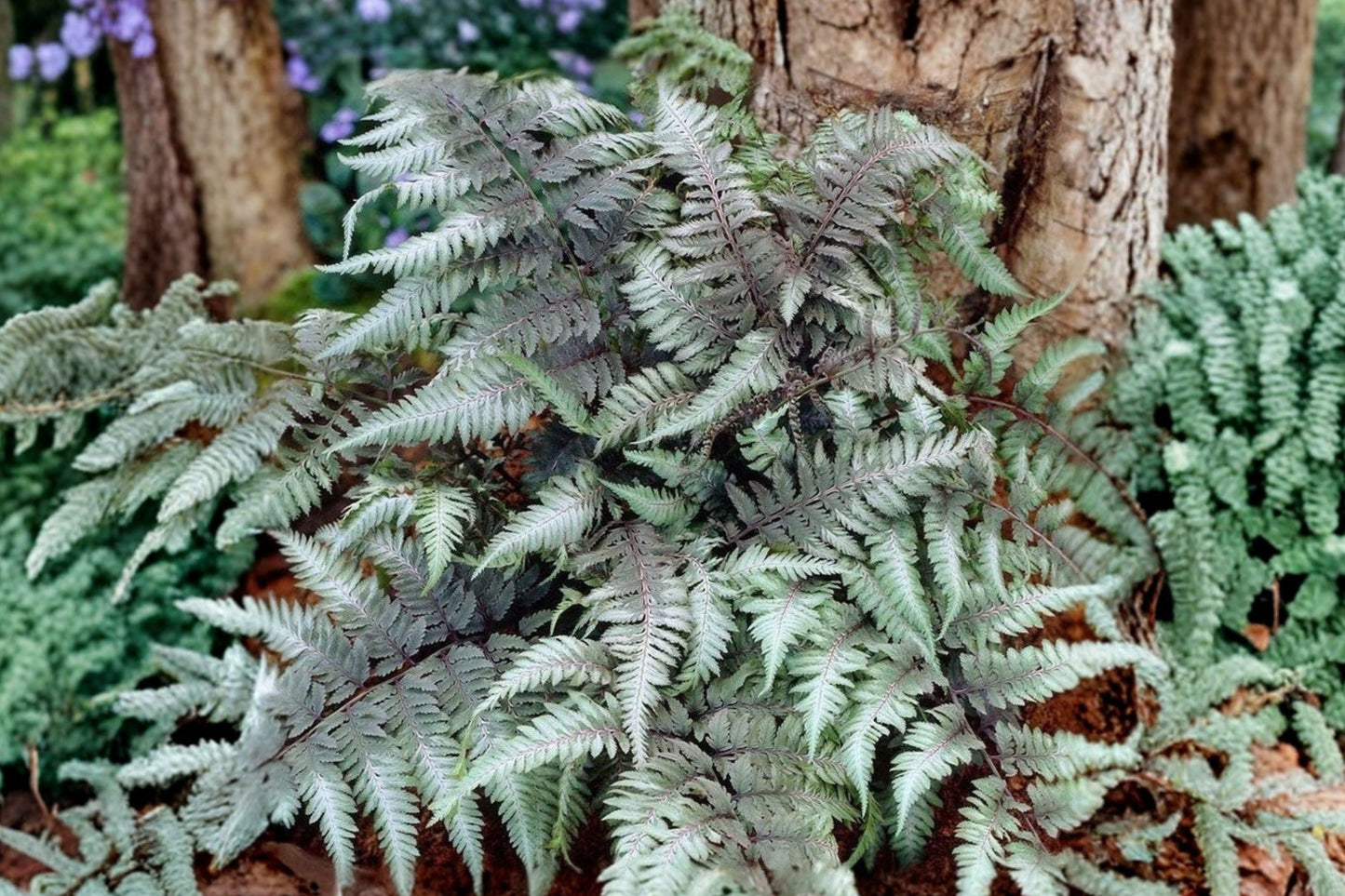 Japanese Painted Fern 3.5” Pot Athyrium niponicum ‘Red Beauty’ Silver & Burgundy Shade Deer Resistant Perennial