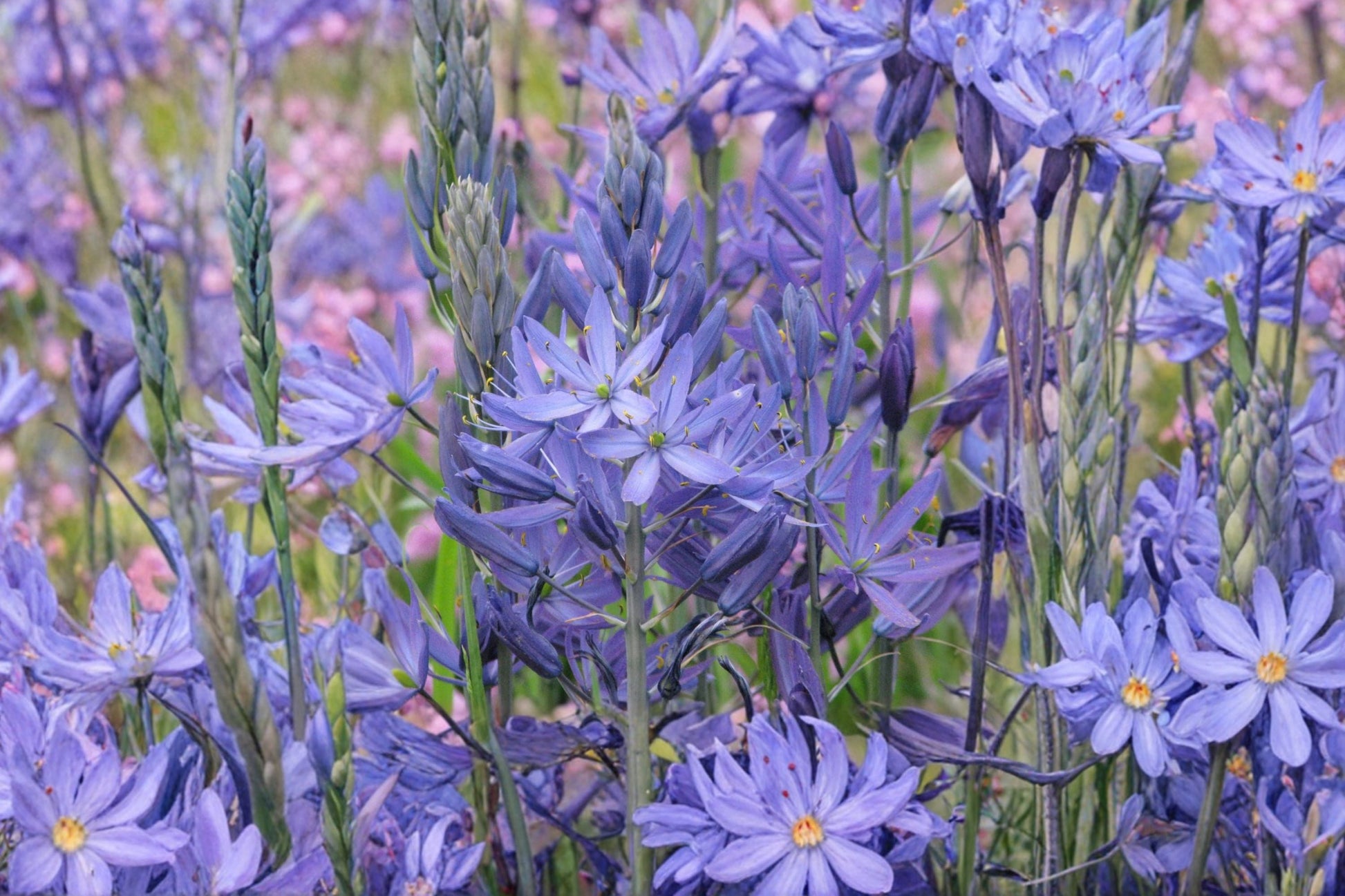 Great Camas Lily Bulb | Lavender-Blue | Camassia leichtlinii ‘Caerulea’ | Pollinator Friendly Spring Perennial | Oregon Grown