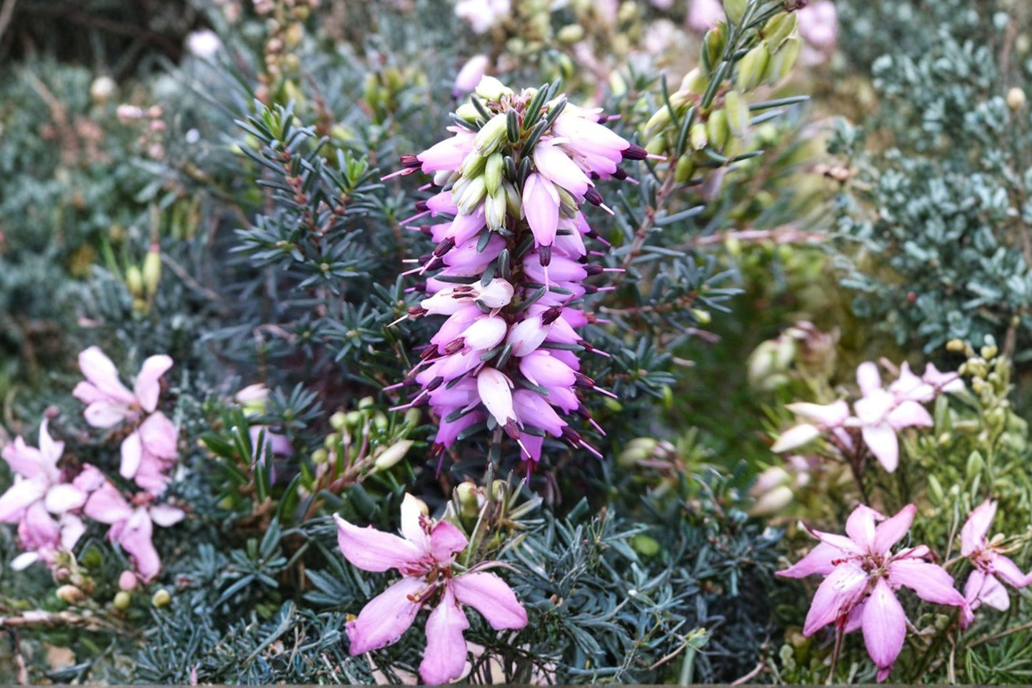 Erica x darleyensis ‘Furzey’ | 1 Gallon Pink Winter Heather | Evergreen Groundcover Shrub | Deer Resistant Garden Plant