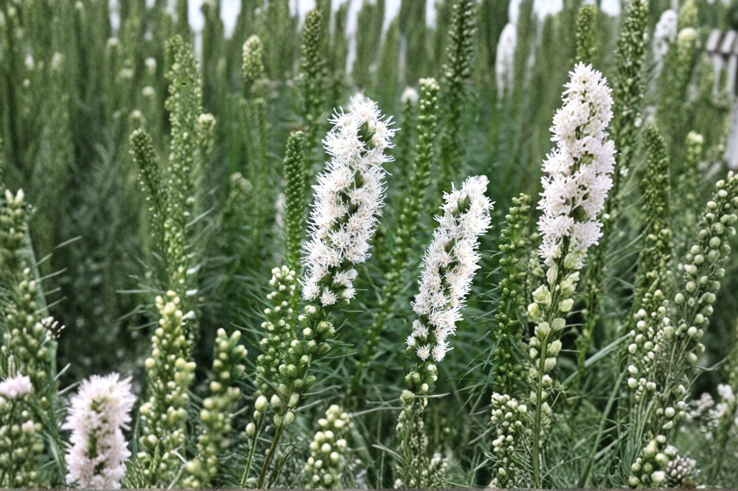 White Blazing Star Bulb | Liatris spicata ‘Floristan White’ | Bareroot Pollinator Perennial | Butterfly Garden Flower
