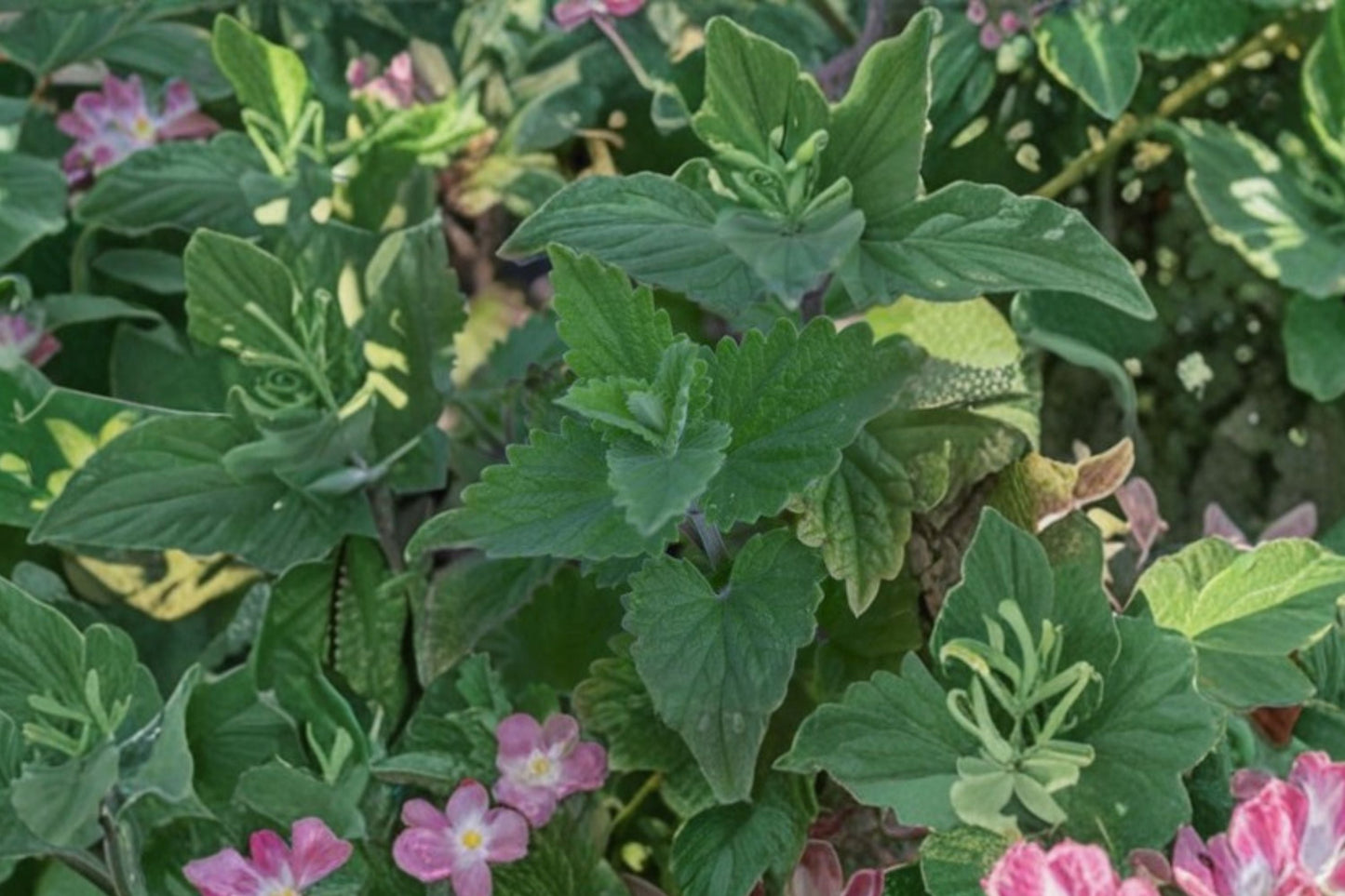 Catnip Plant | Live Perennial Herb | Nepeta cataria | Pollinator-Friendly Catmint | Bareroot or Potted Options