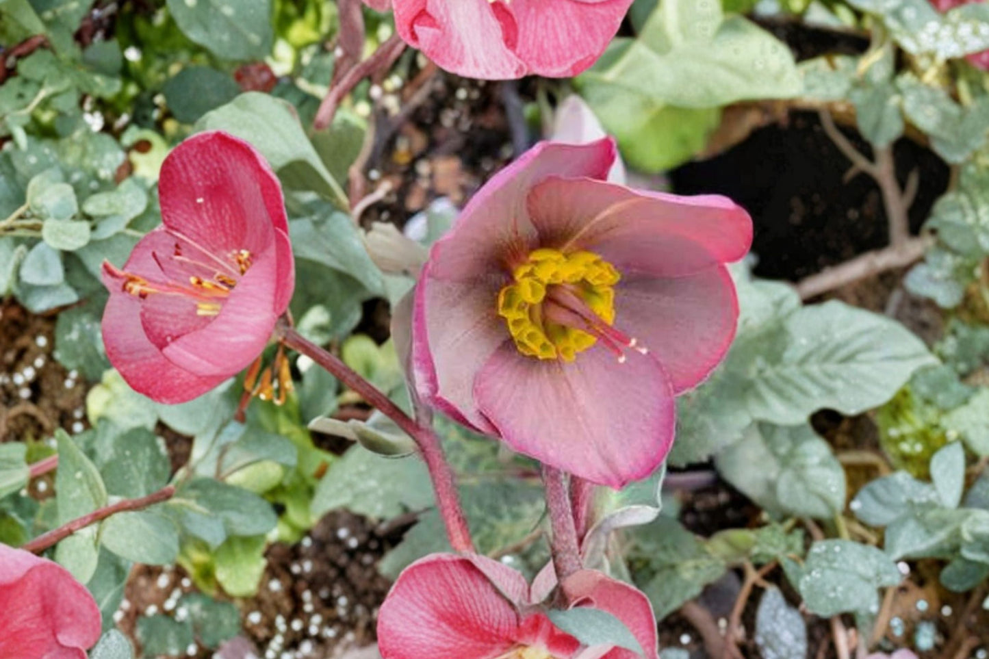 Lenten Rose Plant | Frostkiss Series | Helleborus 'Dorothy's Dawn' | Evergreen Shade Perennial | Winter Blooming, Deer Resistant