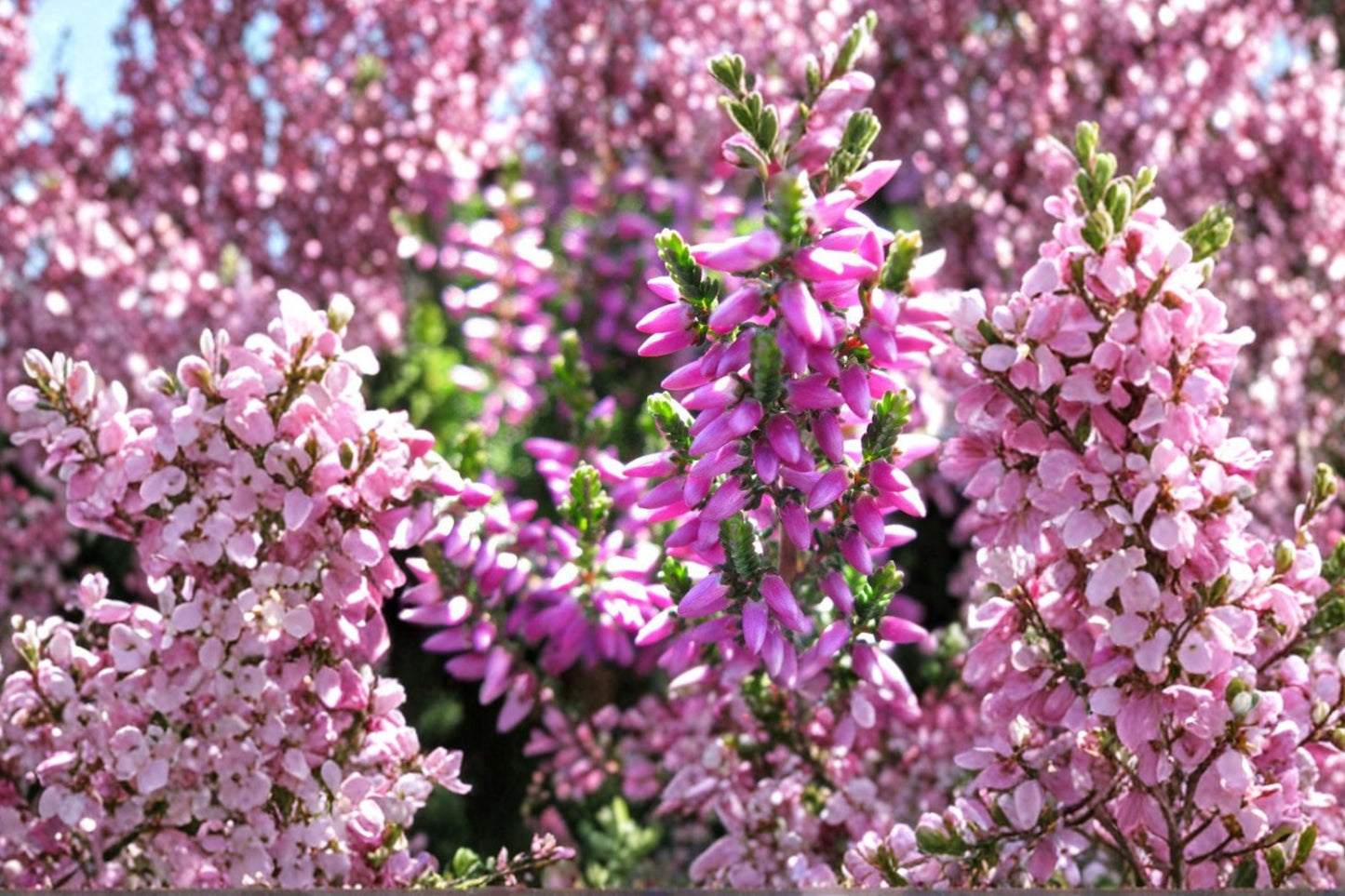 Calluna Heather Plant | Compact Evergreen Groundcover | Purple Bud Blooms | Calluna vulgaris ‘Renate’ | Cold Hardy Landscape Plant