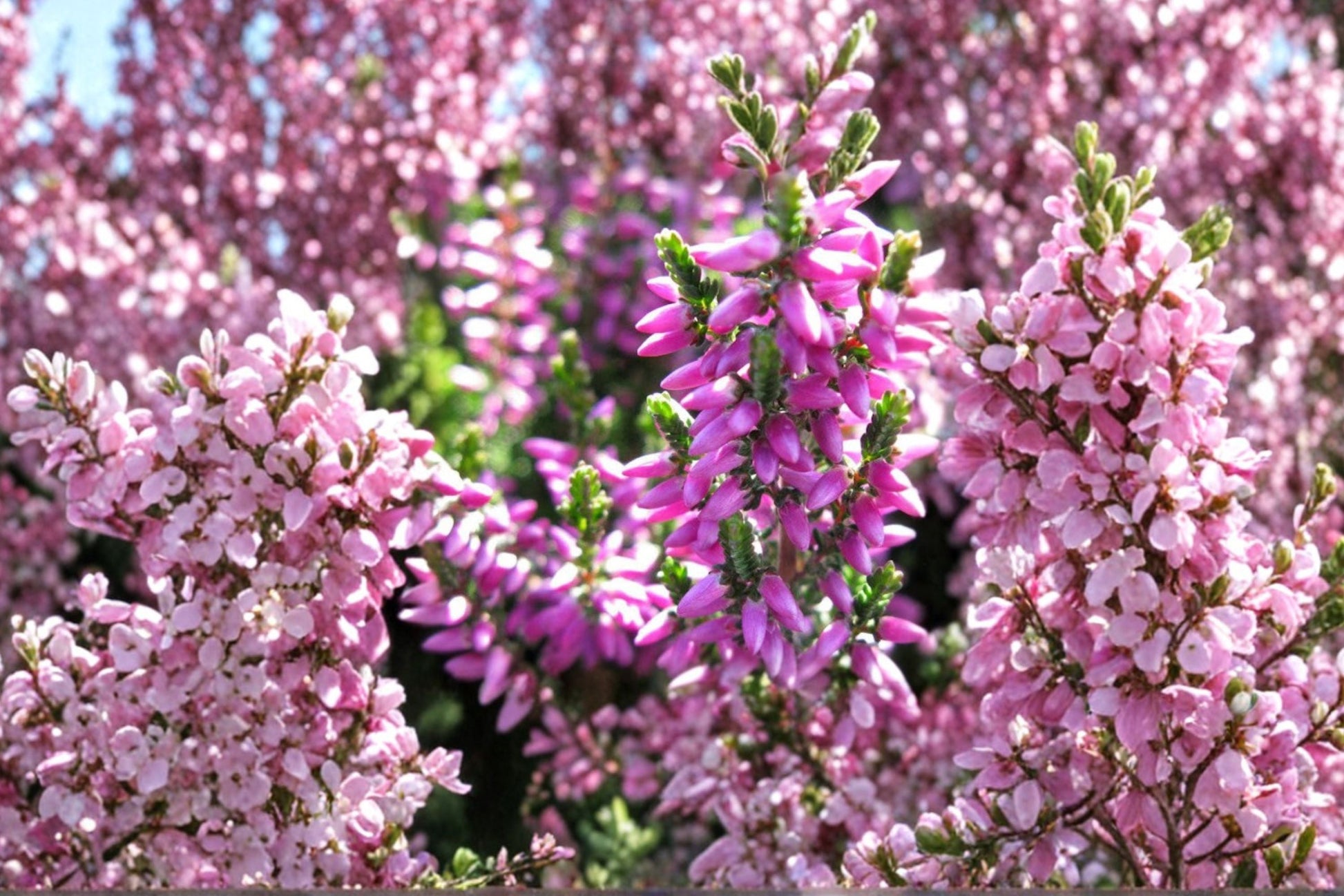 Calluna Heather Plant | Compact Evergreen Groundcover | Purple Bud Blooms | Calluna vulgaris ‘Renate’ | Cold Hardy Landscape Plant