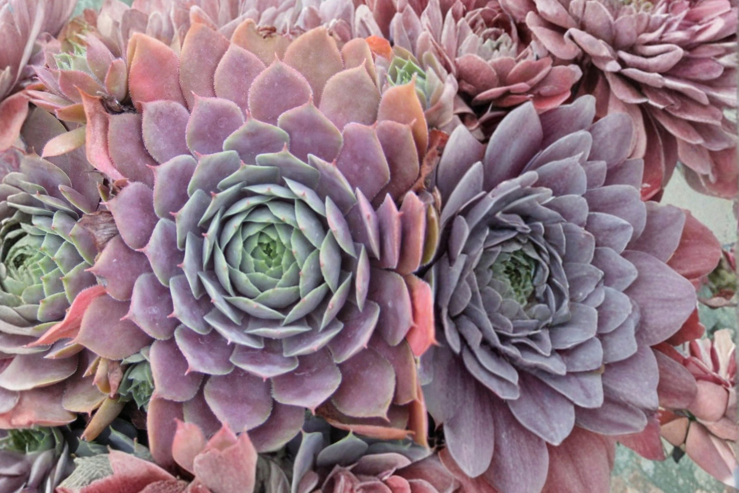 Hens and Chicks Succulent Plug Plant | Sempervivum ‘Centennial’ | Color Changing Purple Evergreen | Cold Hardy Succulent